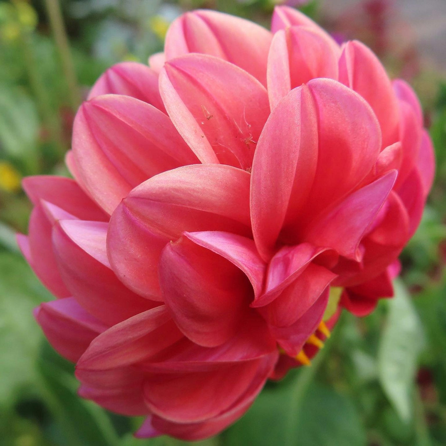 Vibrant pink dahlia flower in full bloom