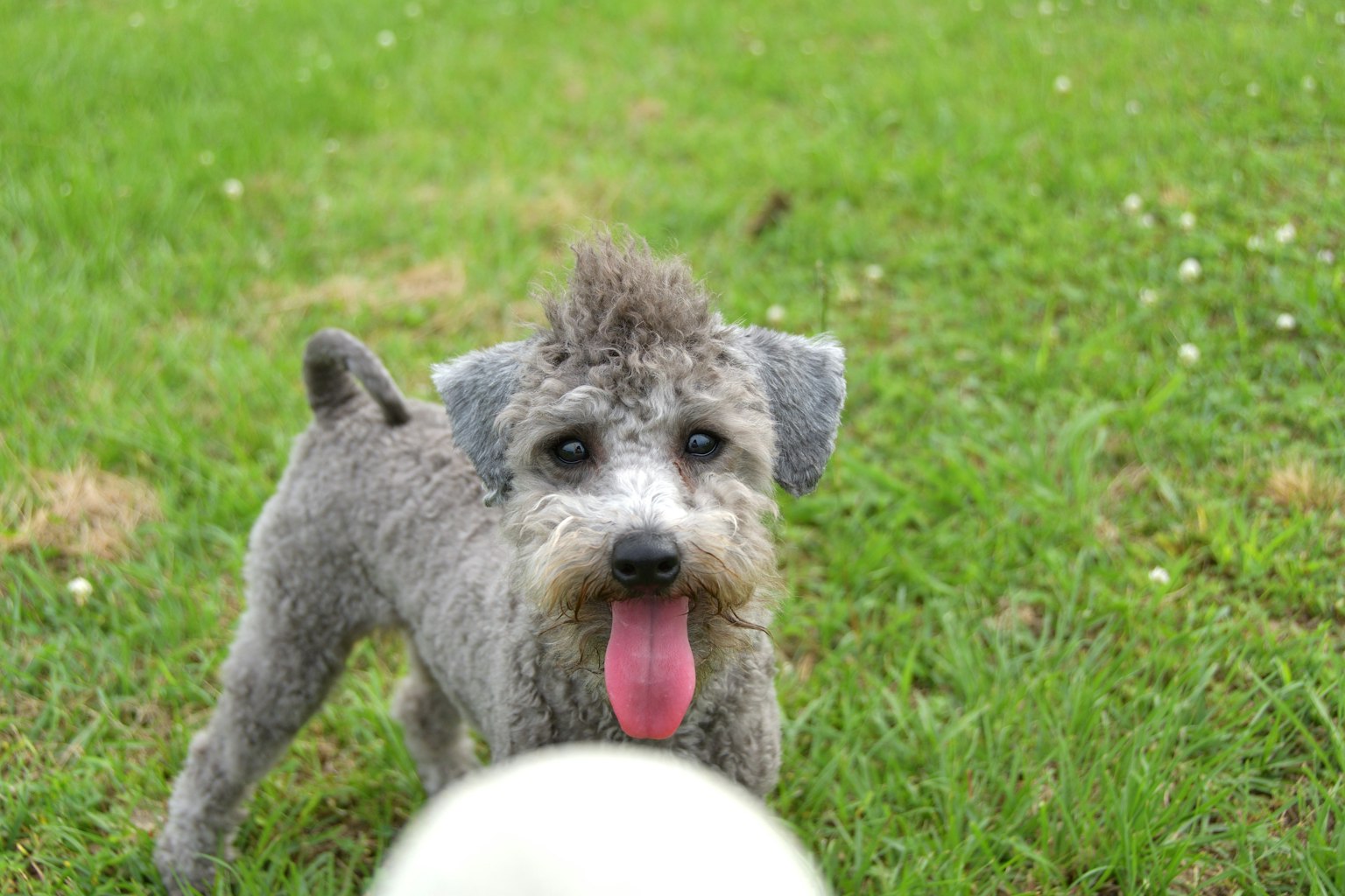 Petit chien avec fourrure grise et crête jouant sur l'herbe