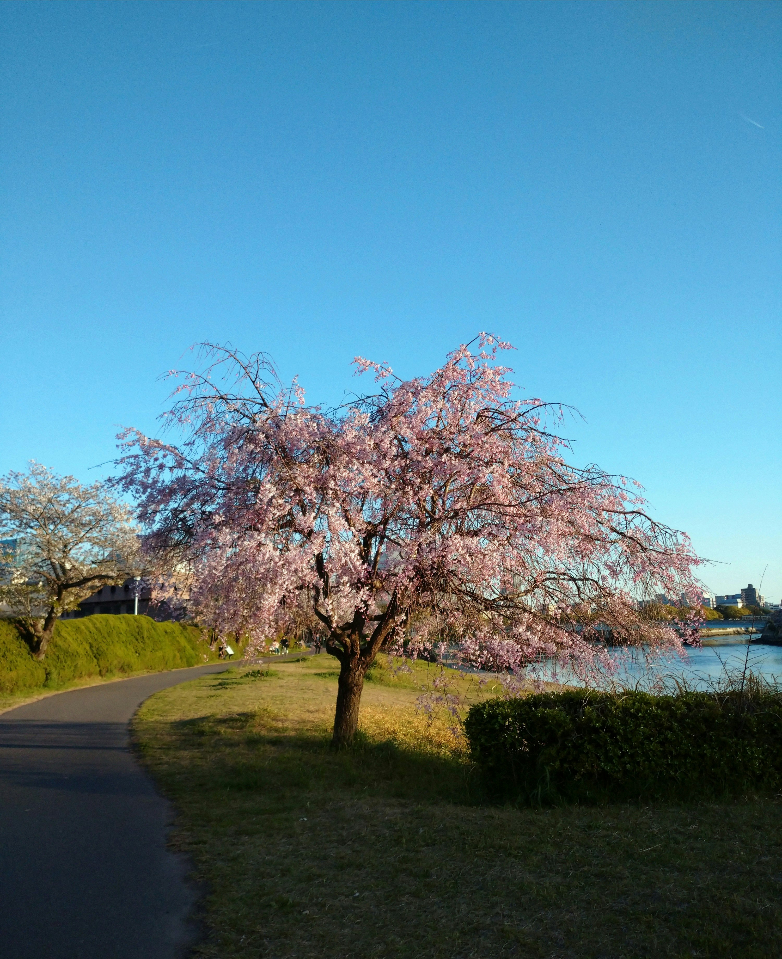 桜の木が並ぶ川沿いの小道と青空