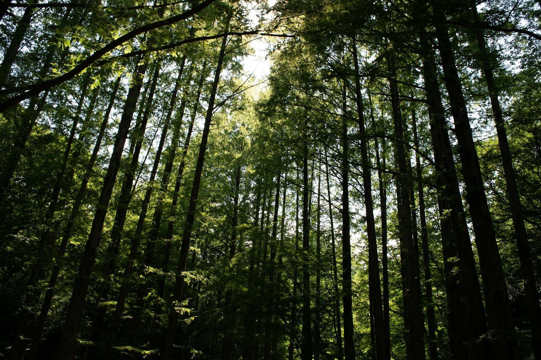 green forest landscape with tall trees