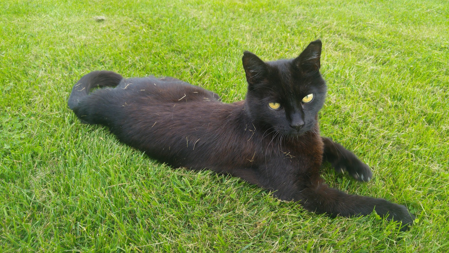 A black cat lying on green grass