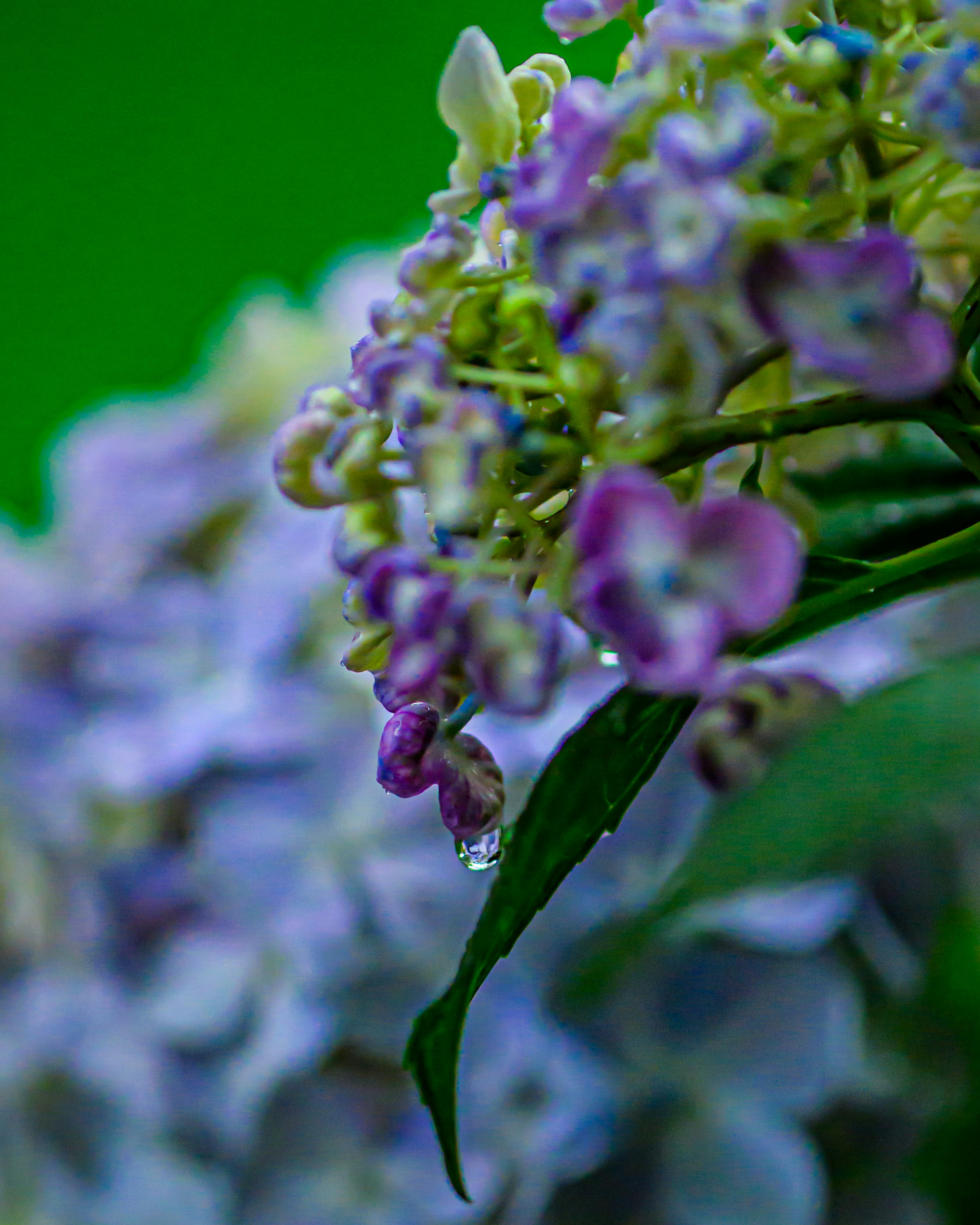 雨粒のついた紫陽花の花
