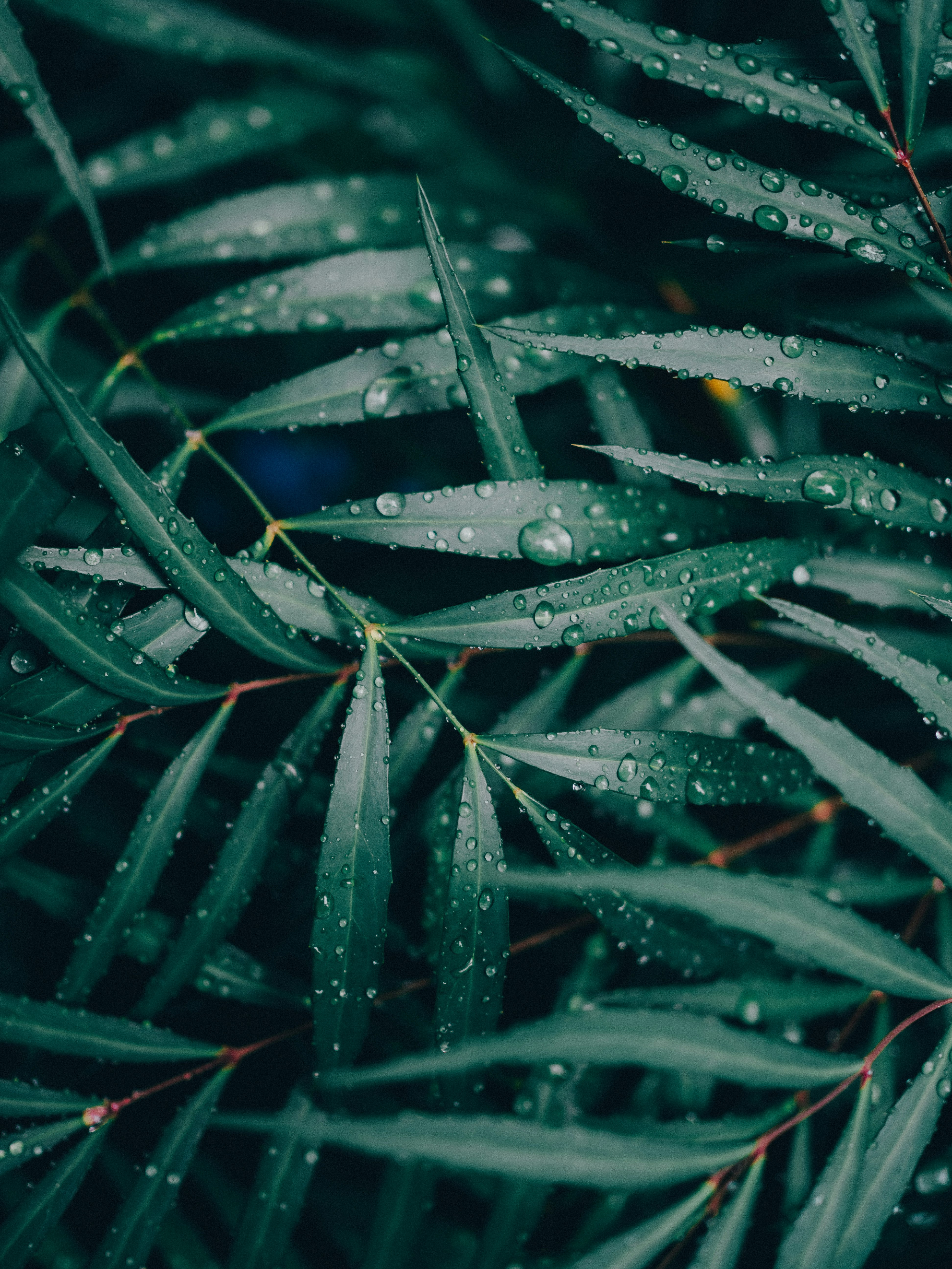 雨粒のついた緑の葉のクローズアップ