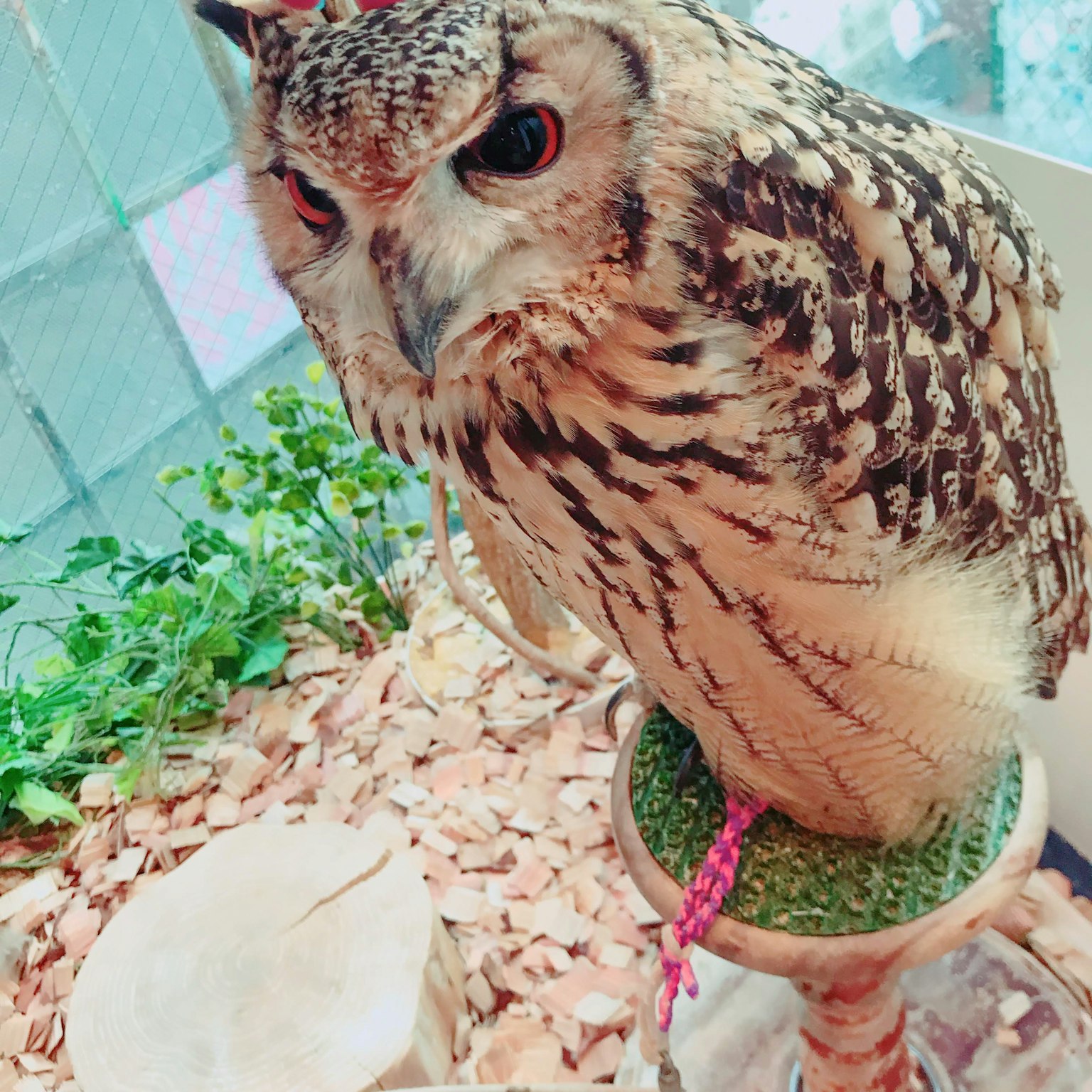 Seekor burung hantu bertengger di atas penyangga dengan rumput hijau Tampilan detail bulu coklat dan putih burung hantu