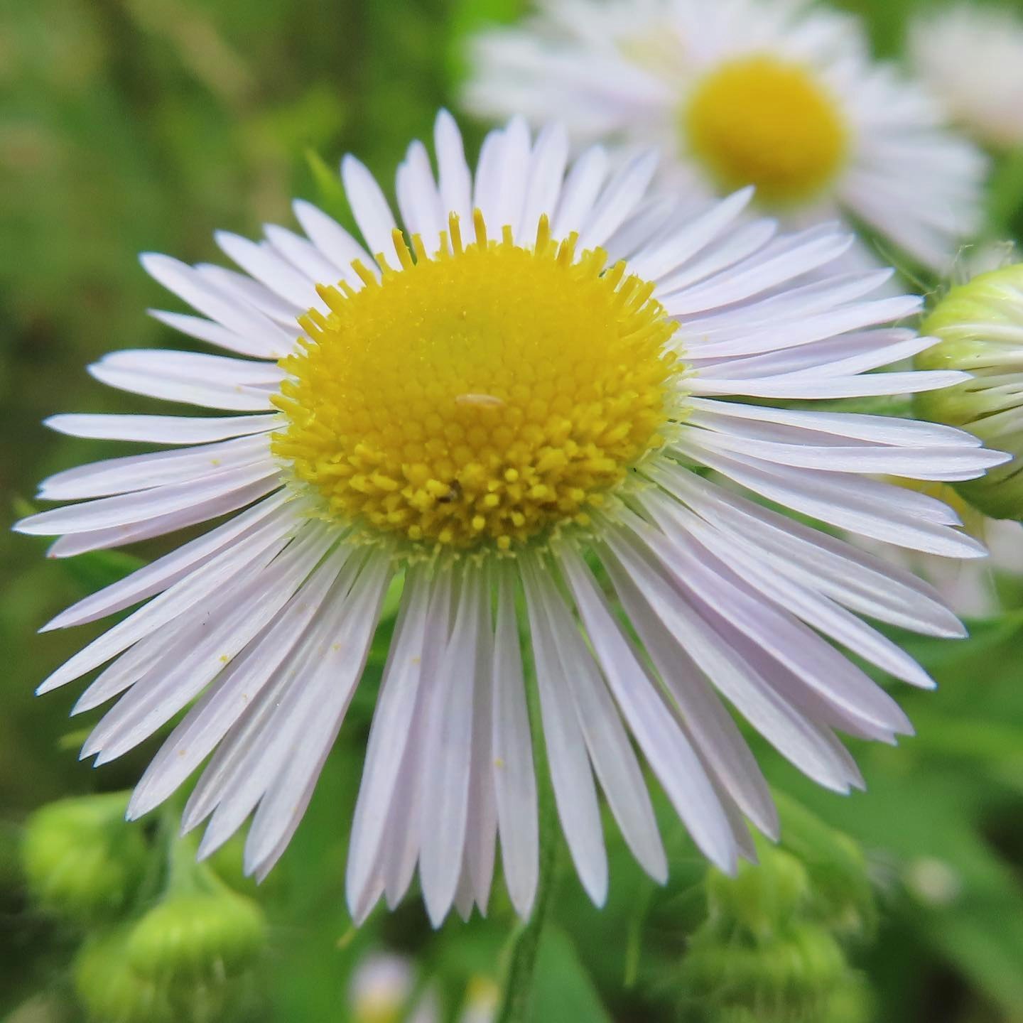 芝生の上で咲く白いヒメジョオンの花