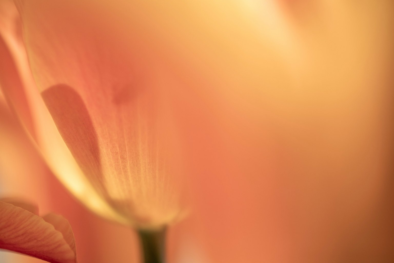 Gros plan de pétales de fleurs aux couleurs douces près d'un visage humain