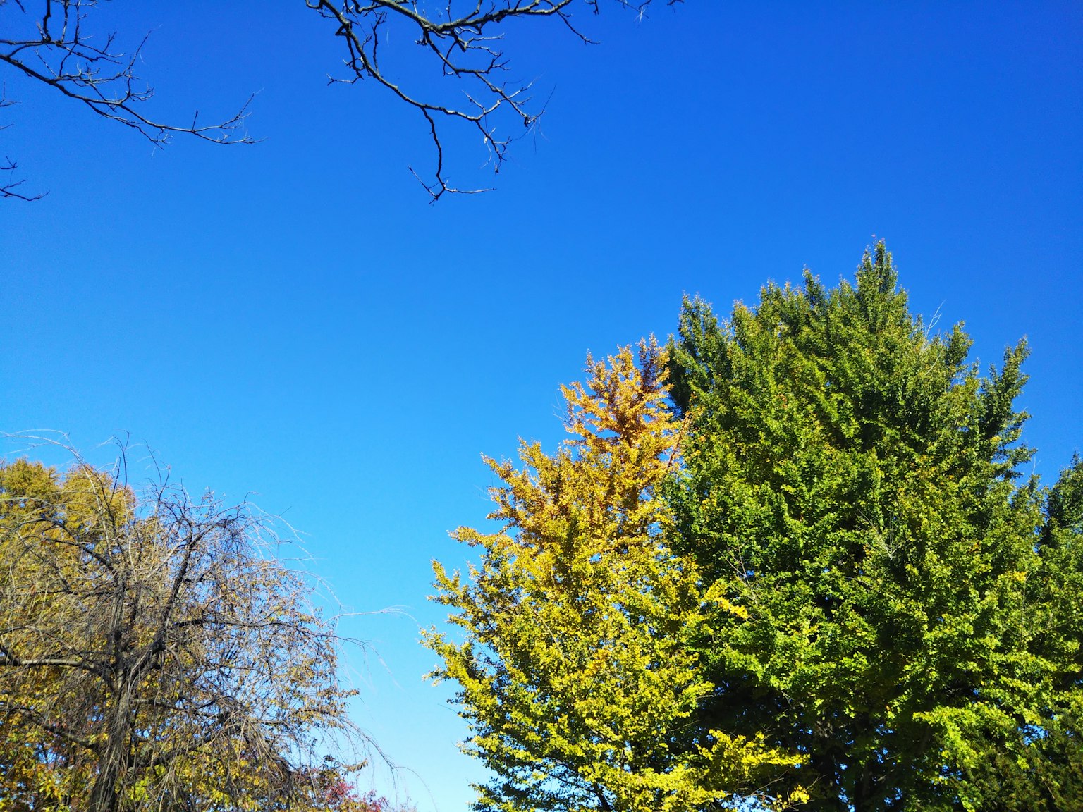Lebendige grüne Bäume vor einem klaren blauen Himmel