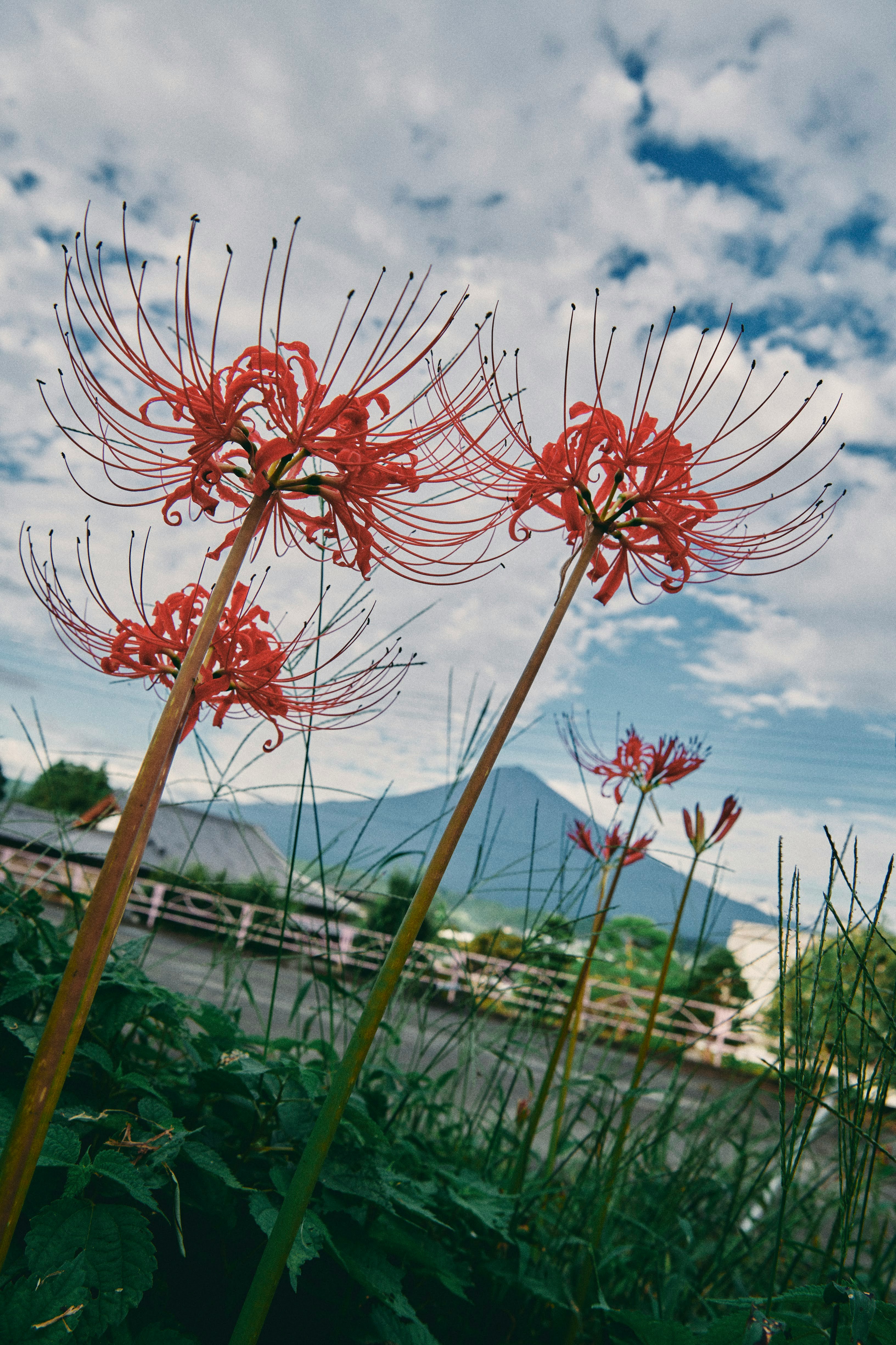 空と草地を背景に咲く赤い彼岸花
