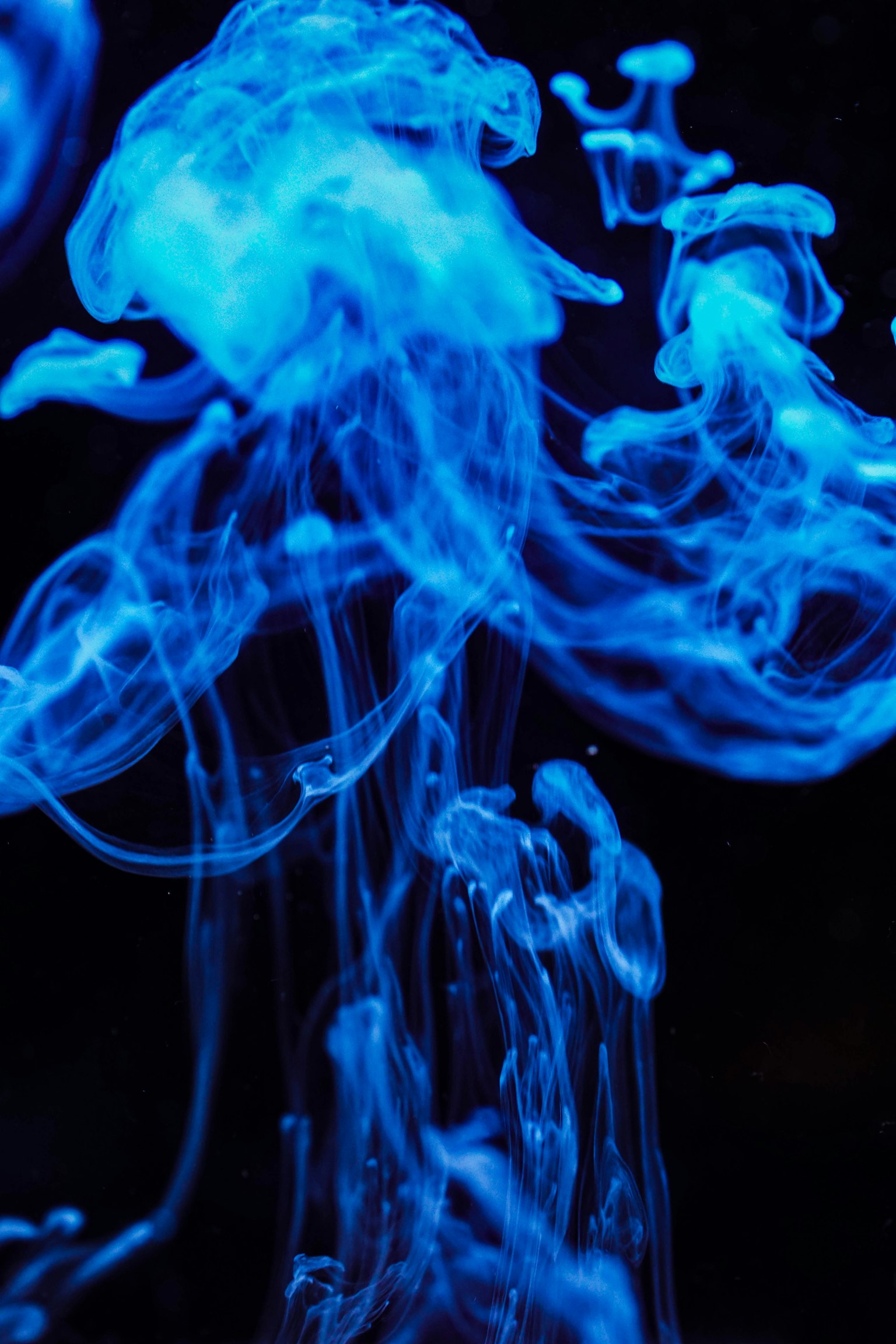 A blue jellyfish floating against a dark background