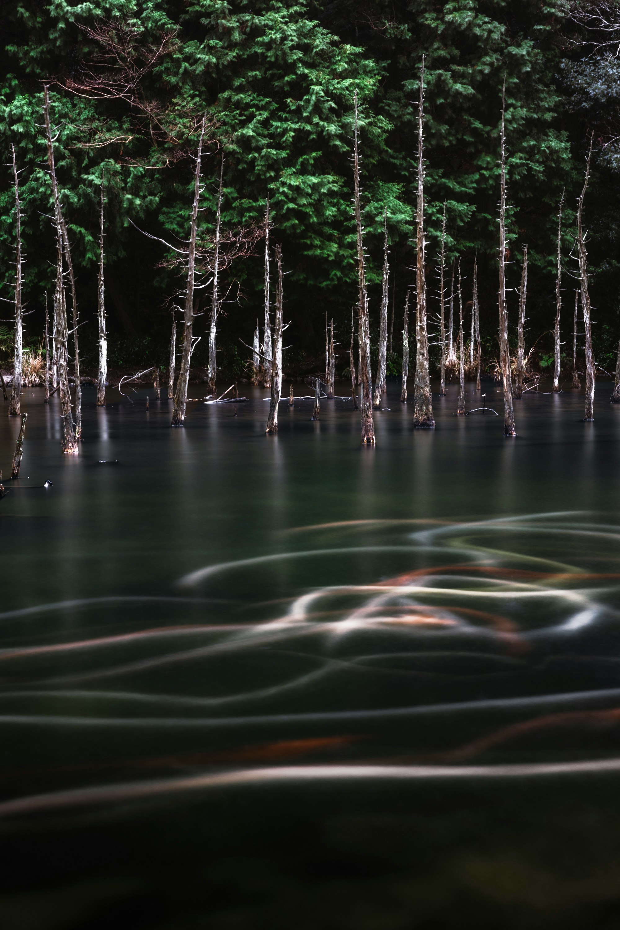 forêt de pins avec reflets dans une rivière calme et eau en mouvement