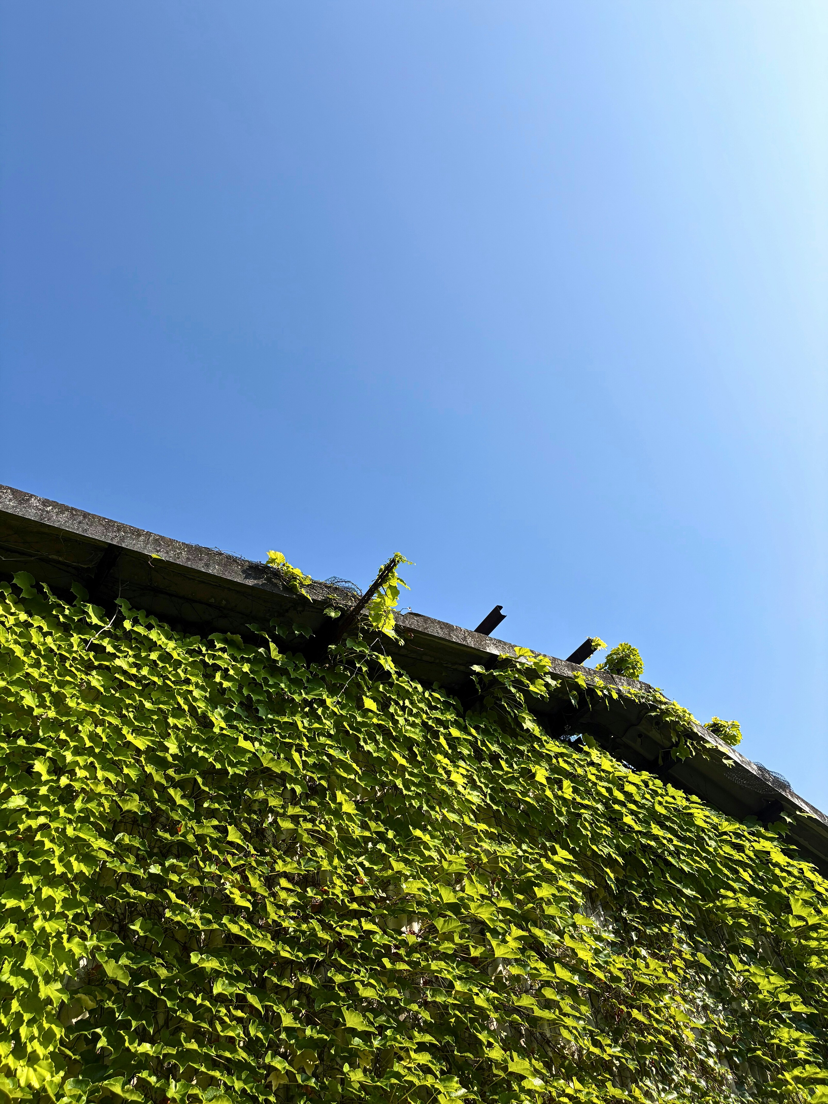 青空の下で緑の壁面を覆うツタのある建物