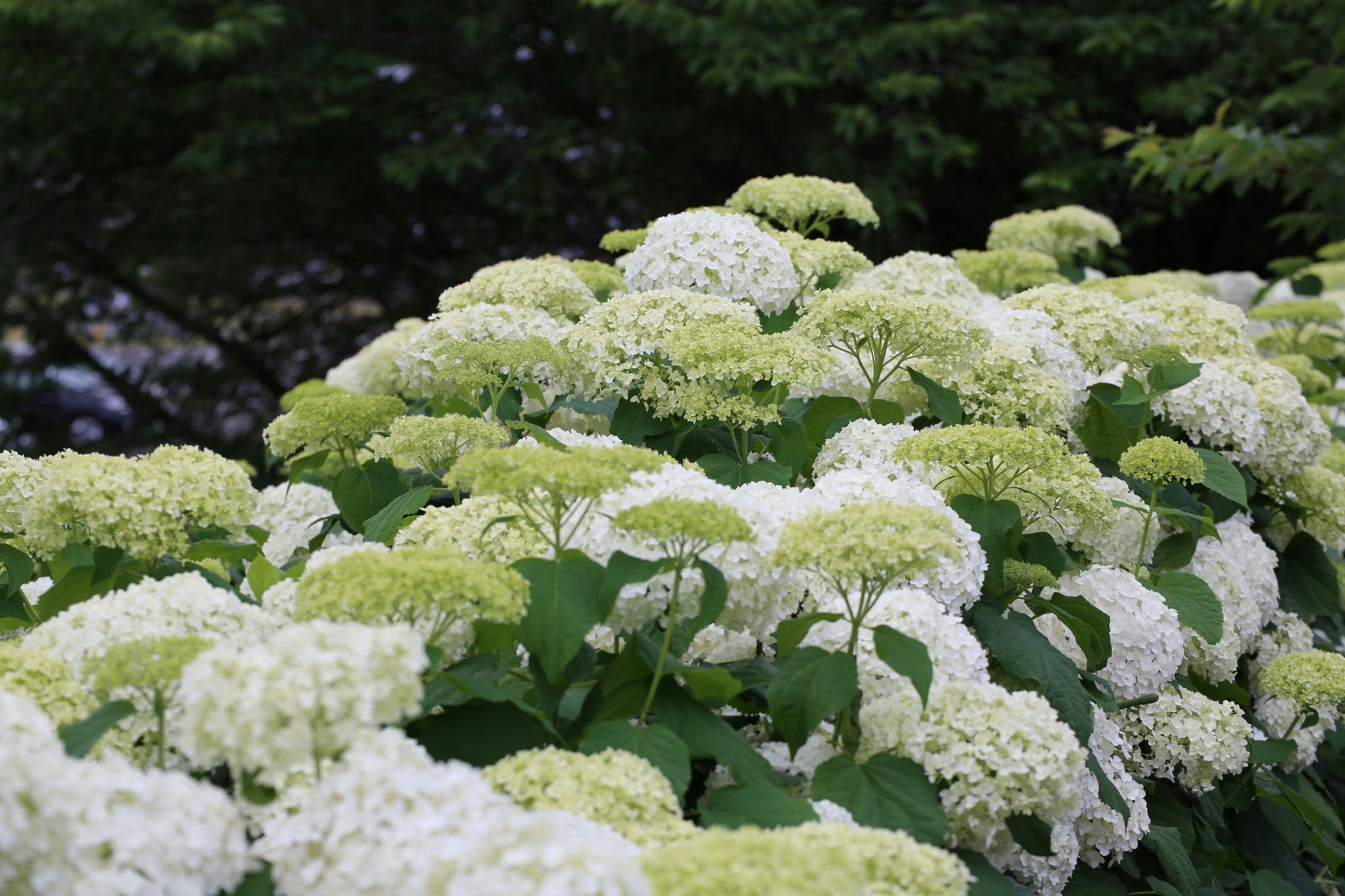白い花のようなアジサイの花房が密集した庭の植栽