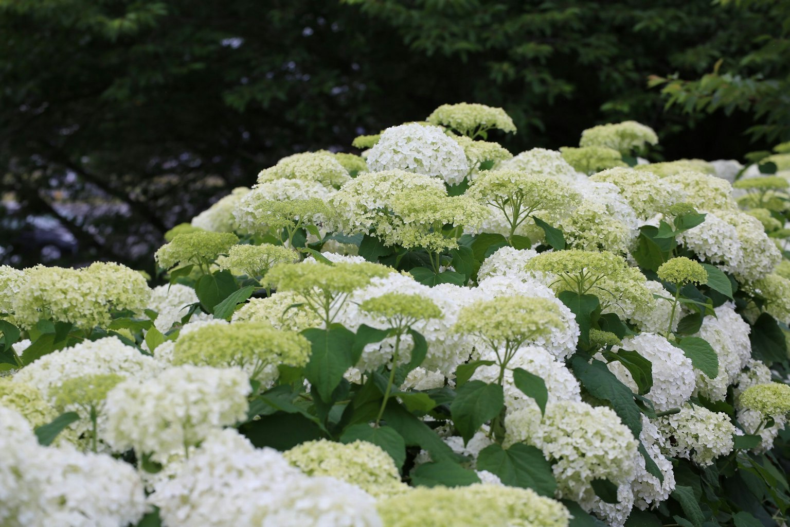 Una lujosa exhibición de flores de hortensia blancas y verdes