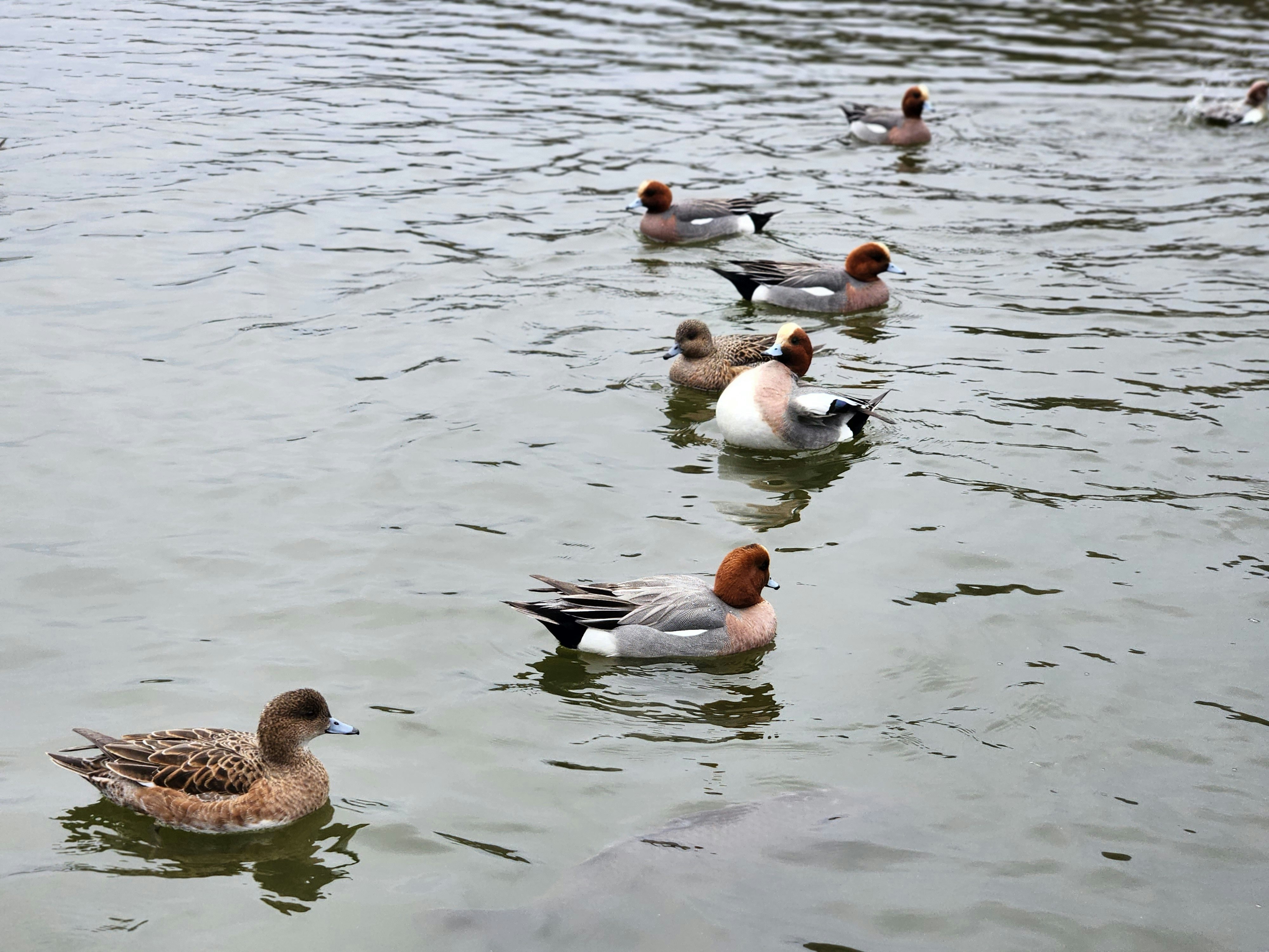 公園の水辺で水鳥が泳ぐ池の風景