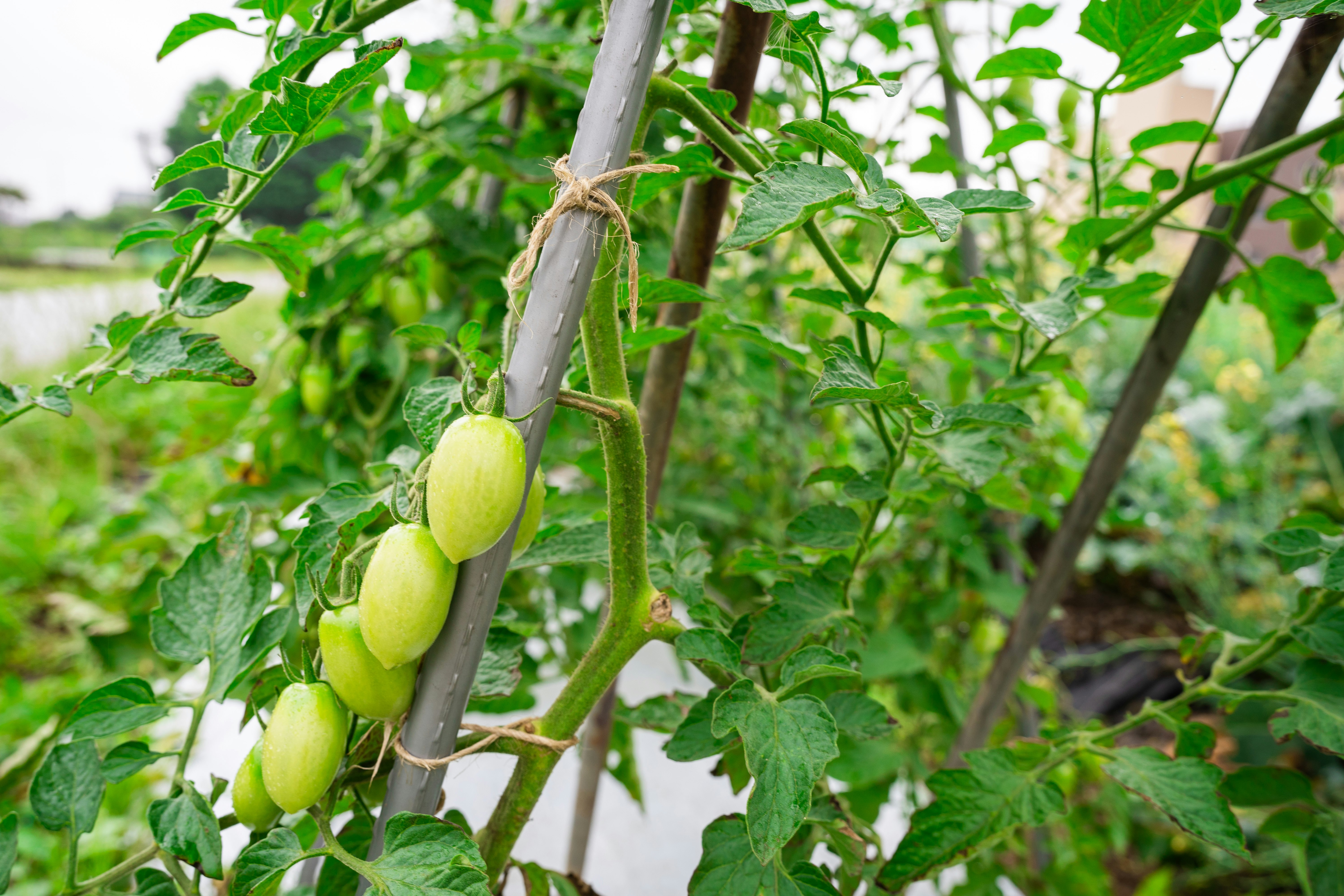 blue-green small fruits growing on a vine in a garden