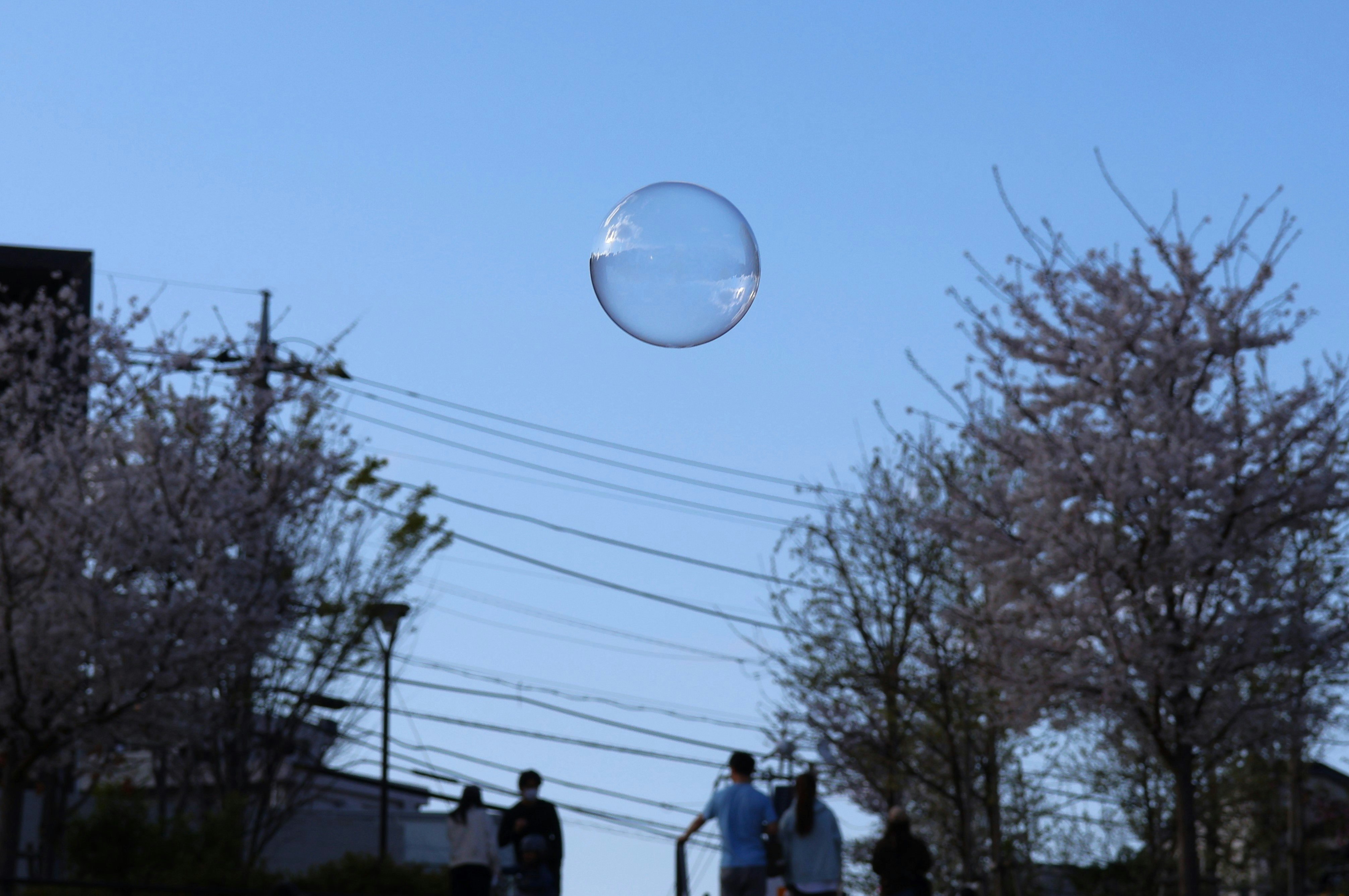 空に浮かぶシャボン玉と並木のある春の道