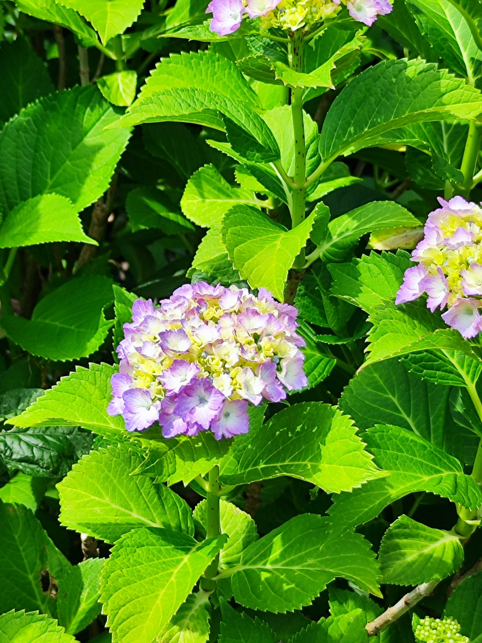 被綠色葉子環繞的紫色和白色花朵的植物
