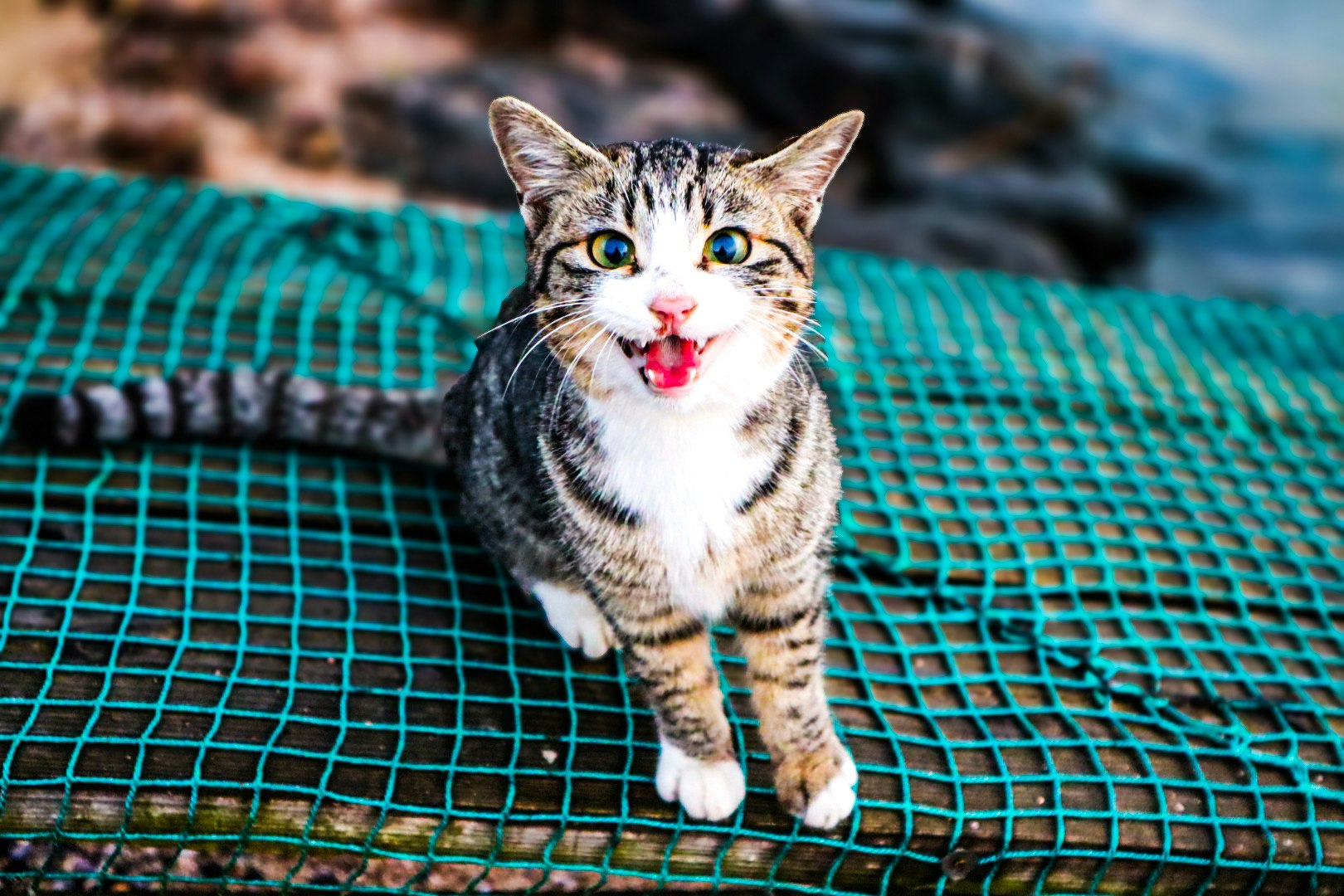kucing berjalan di atas permukaan kotak-kotak biru