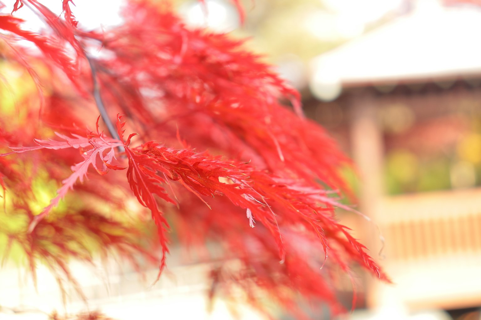 鮮豔的紅楓葉在風中搖曳，背景是模糊的傳統日本建築