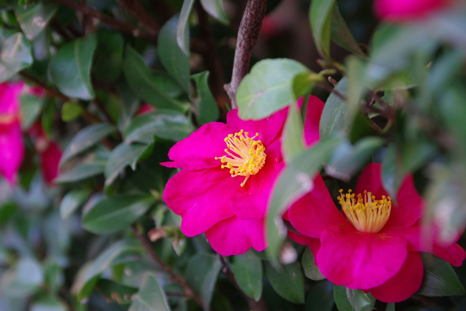 Flores de camelia rosa vibrante rodeadas de hojas verdes