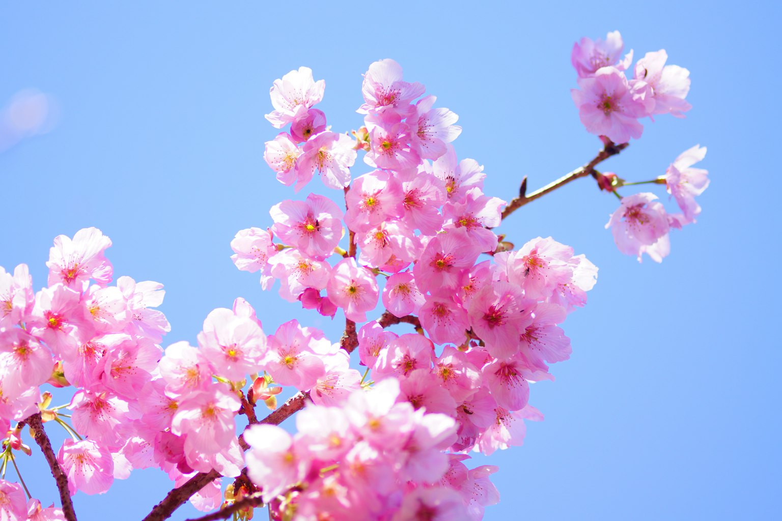 Close-up of cherry blossoms against a blue sky