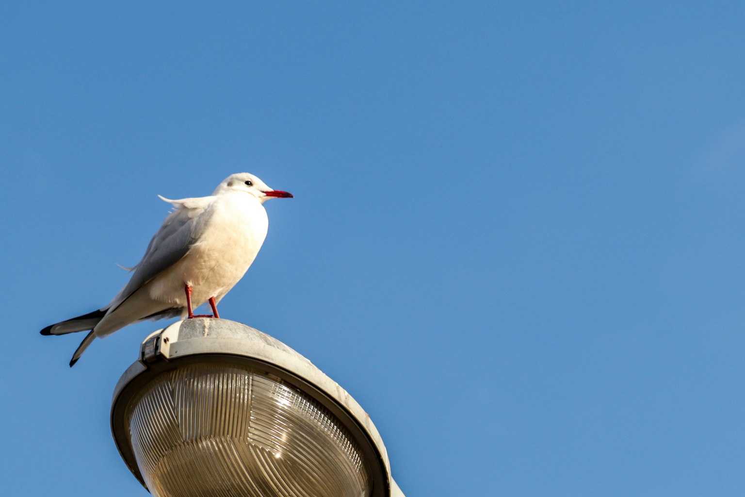 A seagull standing on a streetlight under a clear blue sky