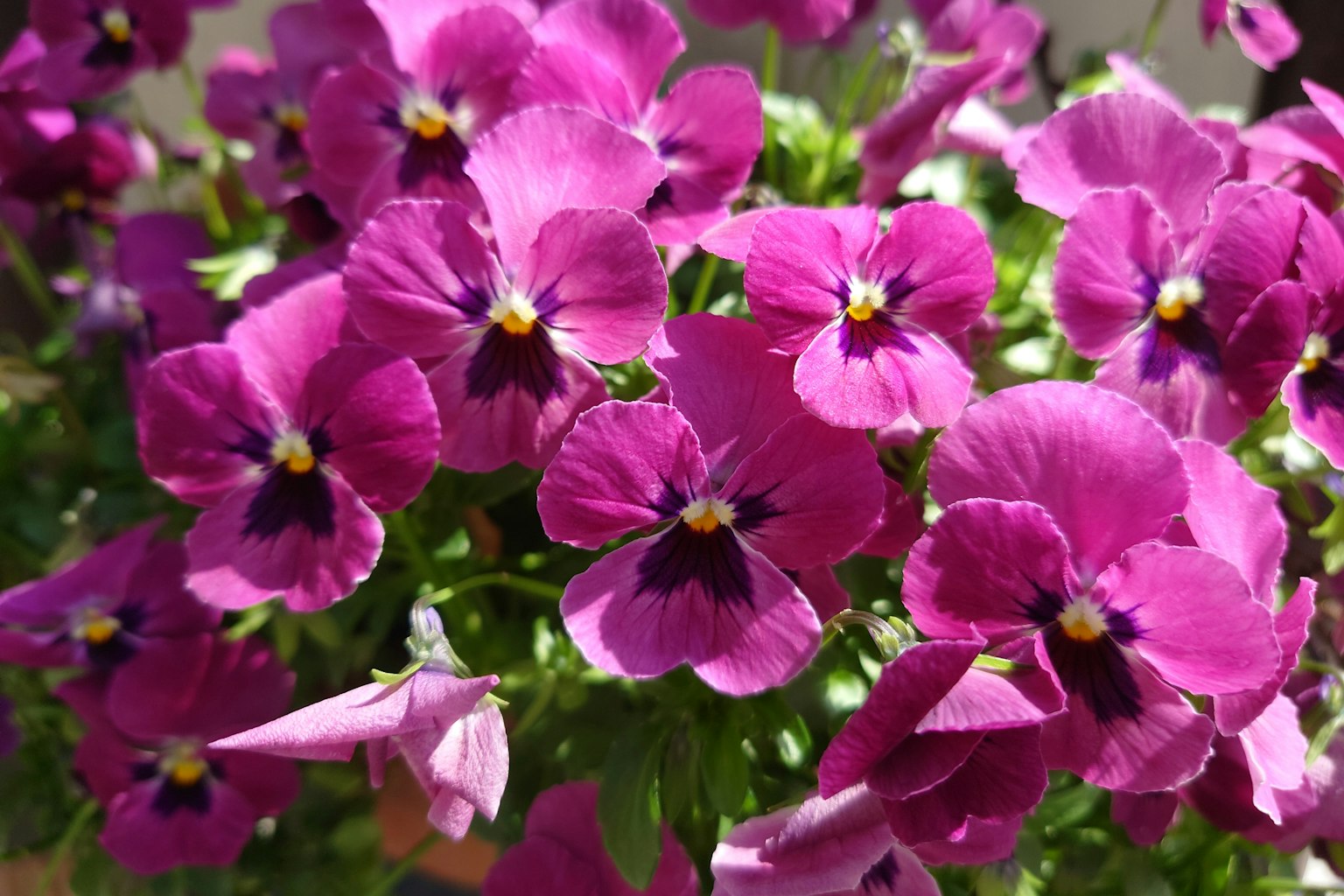 Fleurs de pensée violettes vibrantes en pleine floraison