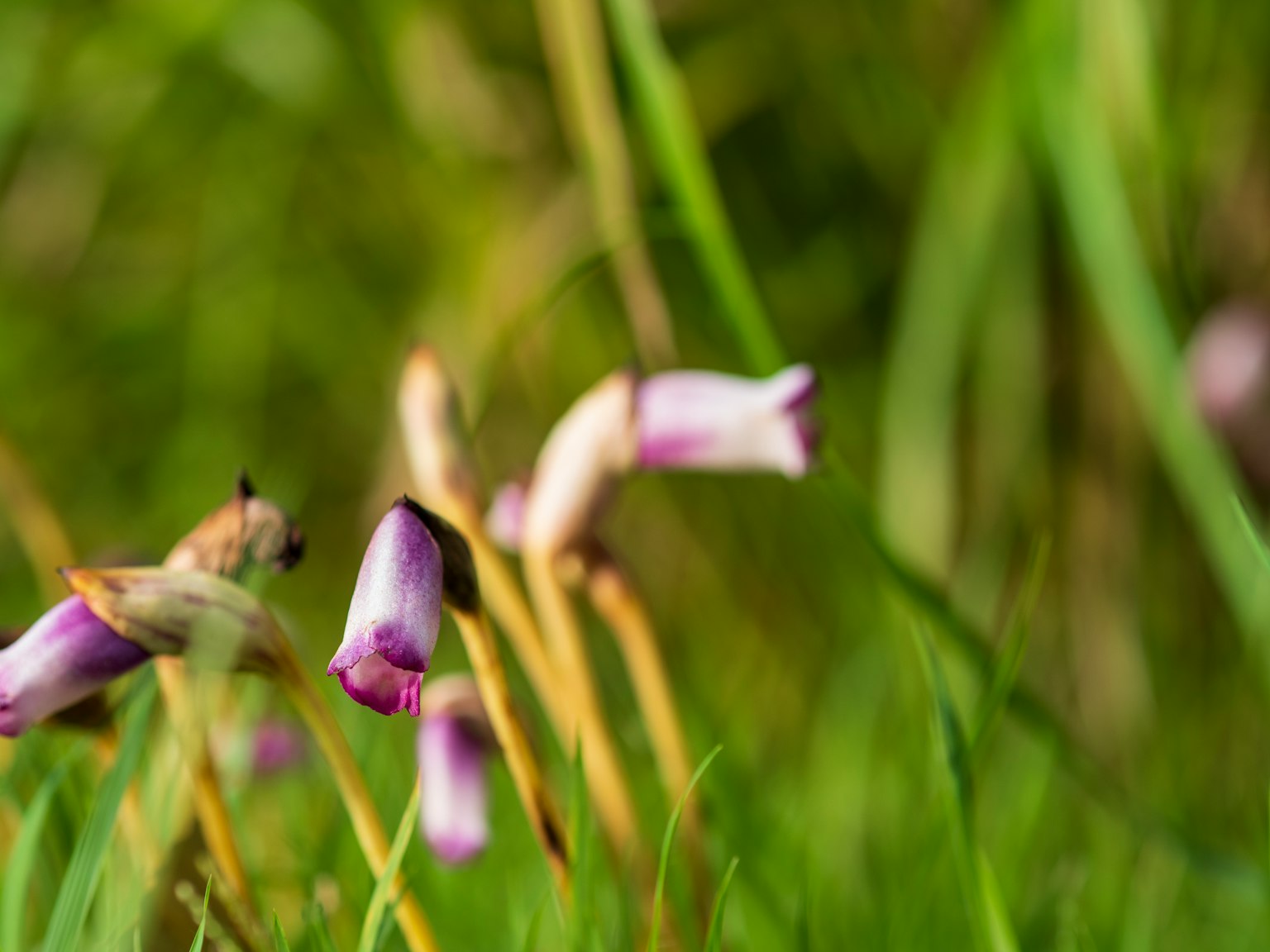 Lila Blumen leicht geneigt im grünen Gras