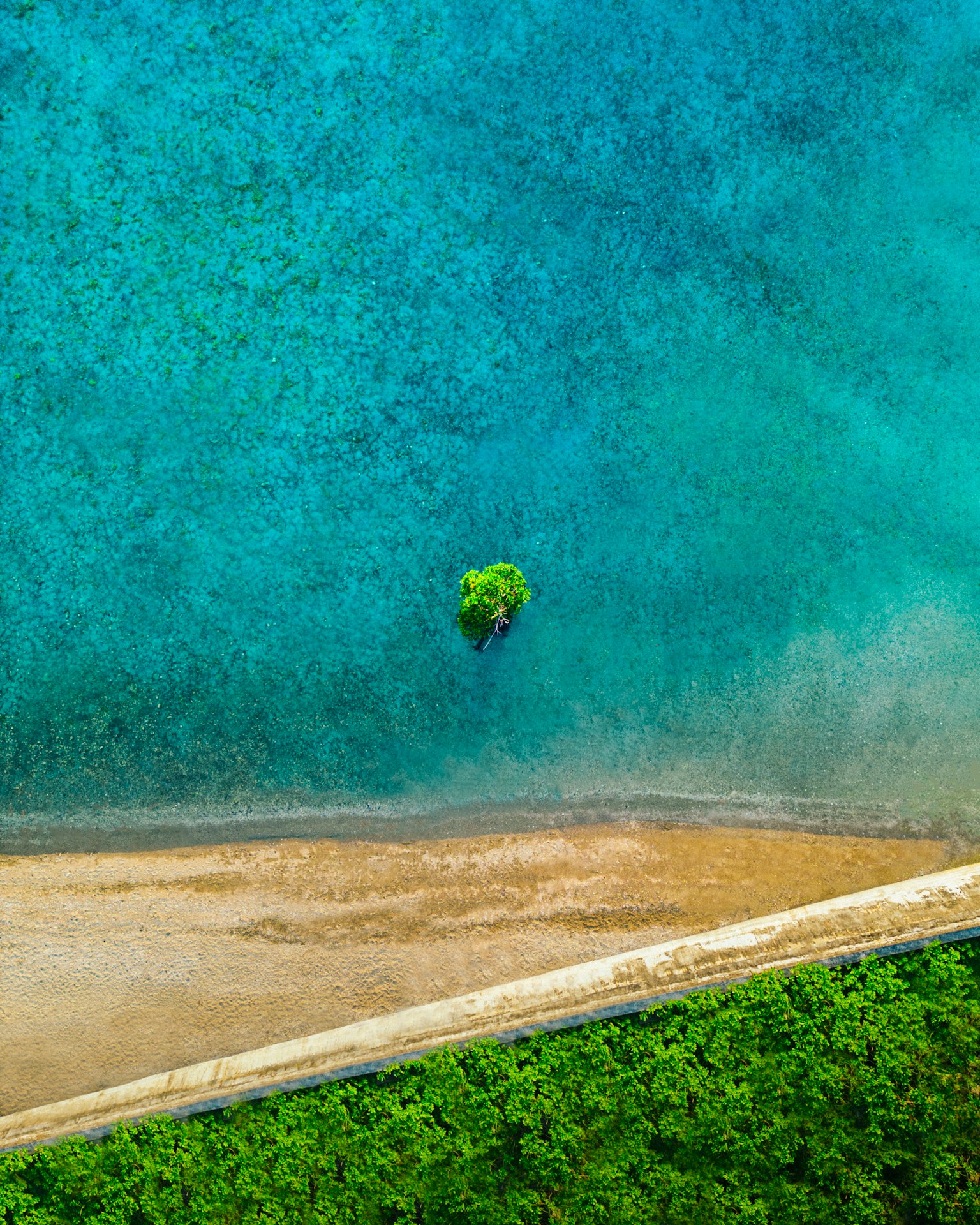 Ein einzelner Baum steht in türkisfarbenem Wasser mit einem Sandstrand