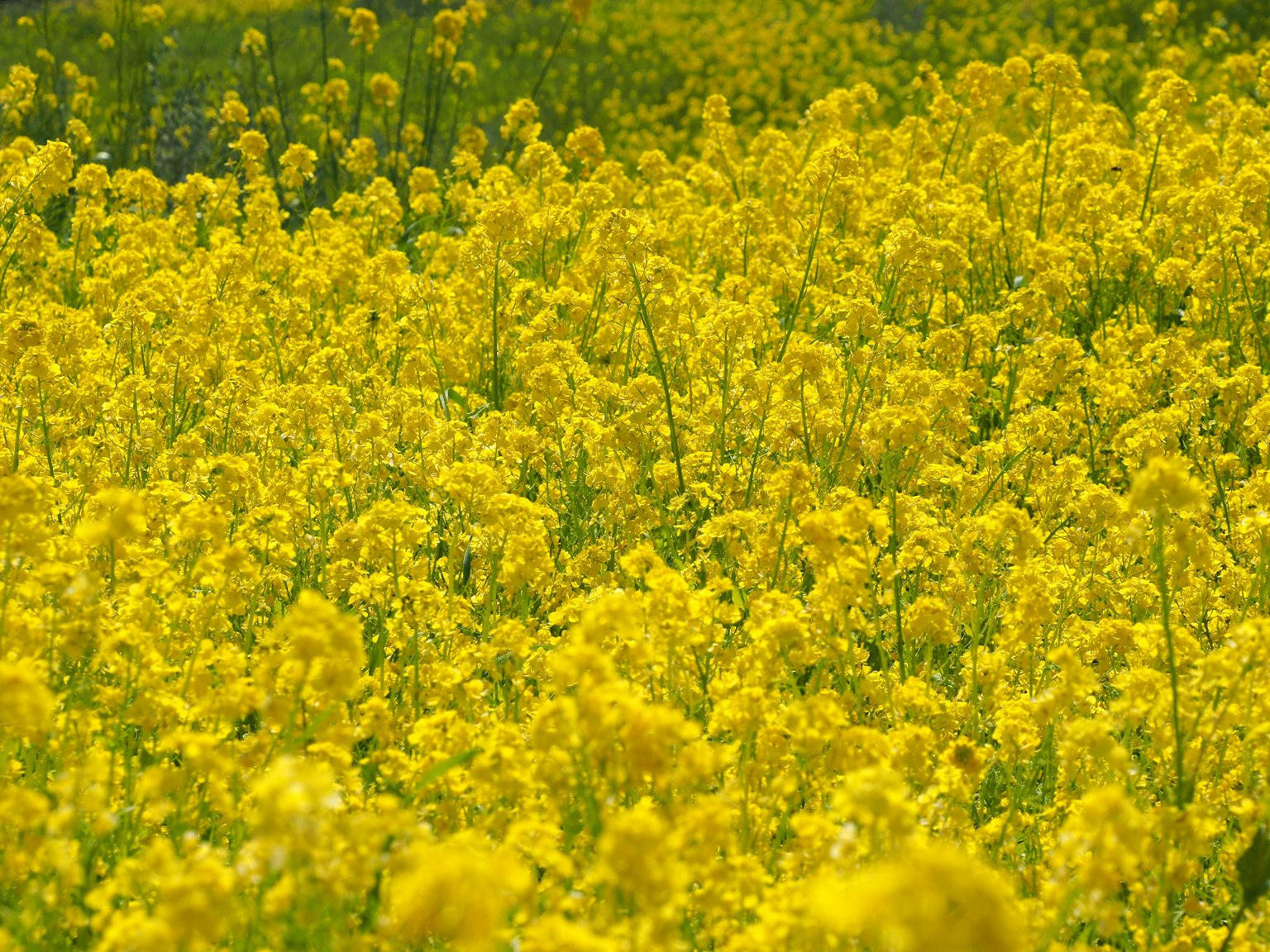 Amplio campo de flores de colza amarillas en plena floración
