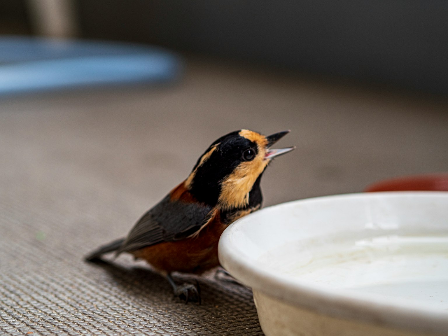 Close-up burung kecil minum air dengan bulu cerah dan kepala hitam