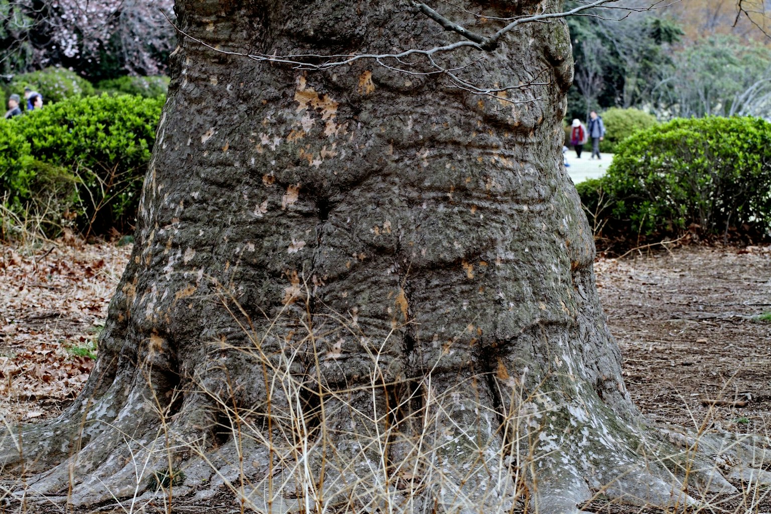 Texture détaillée d'un tronc d'arbre épais avec des plantes vertes environnantes