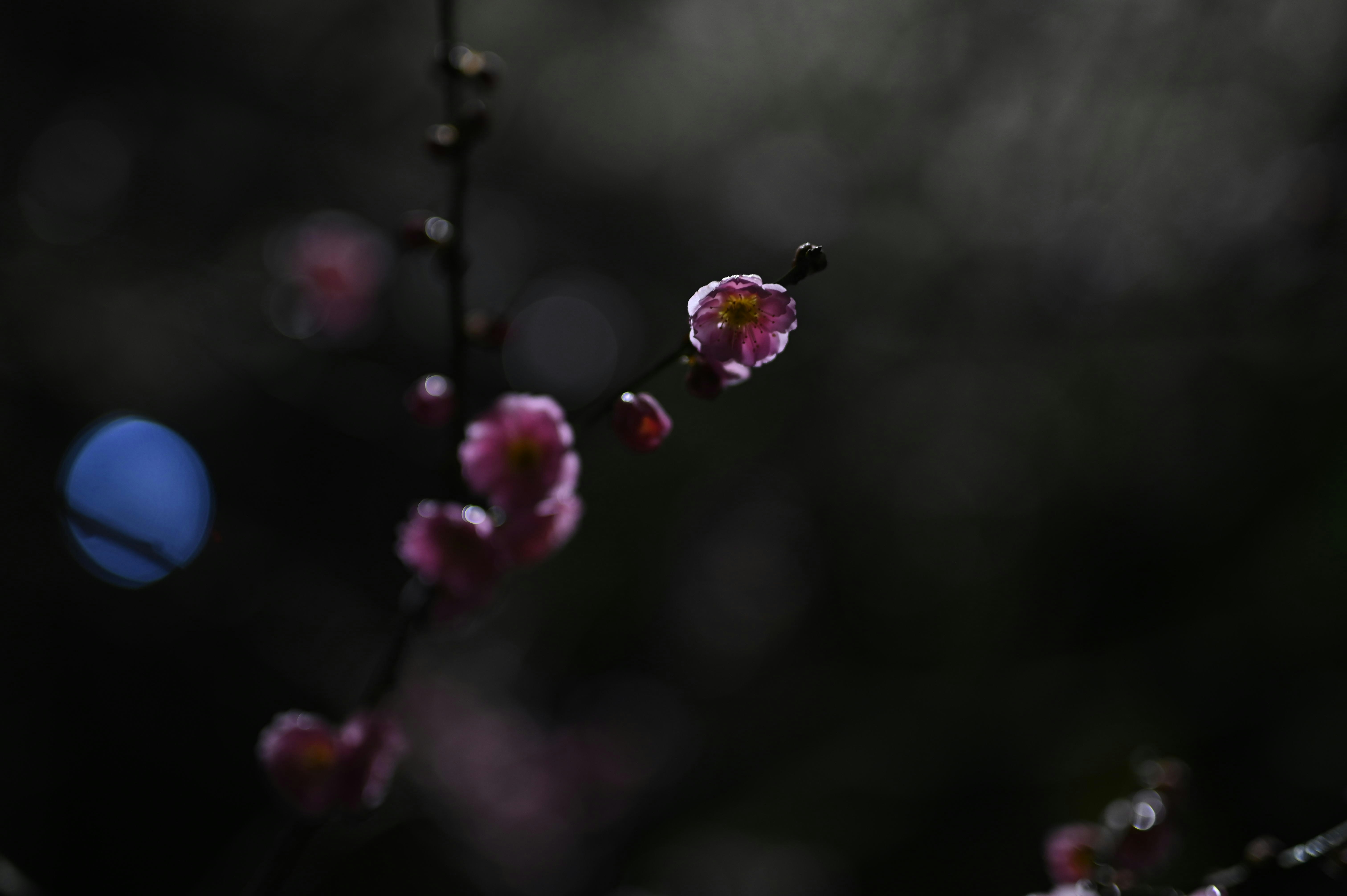 暗い背景に浮かぶ紫の花のクローズアップ