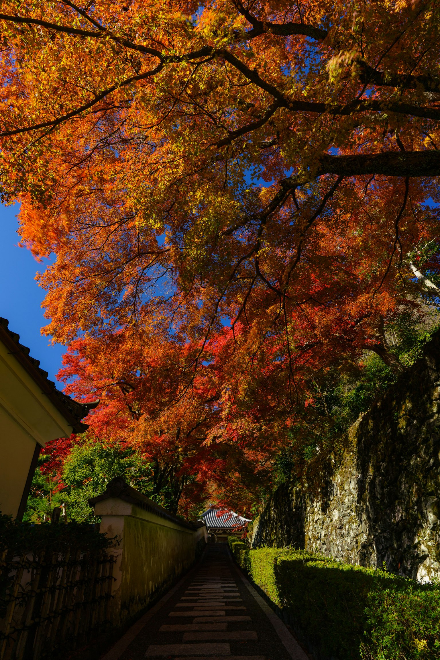 Weg gesäumt von lebhaften Herbstblättern unter einem klaren blauen Himmel