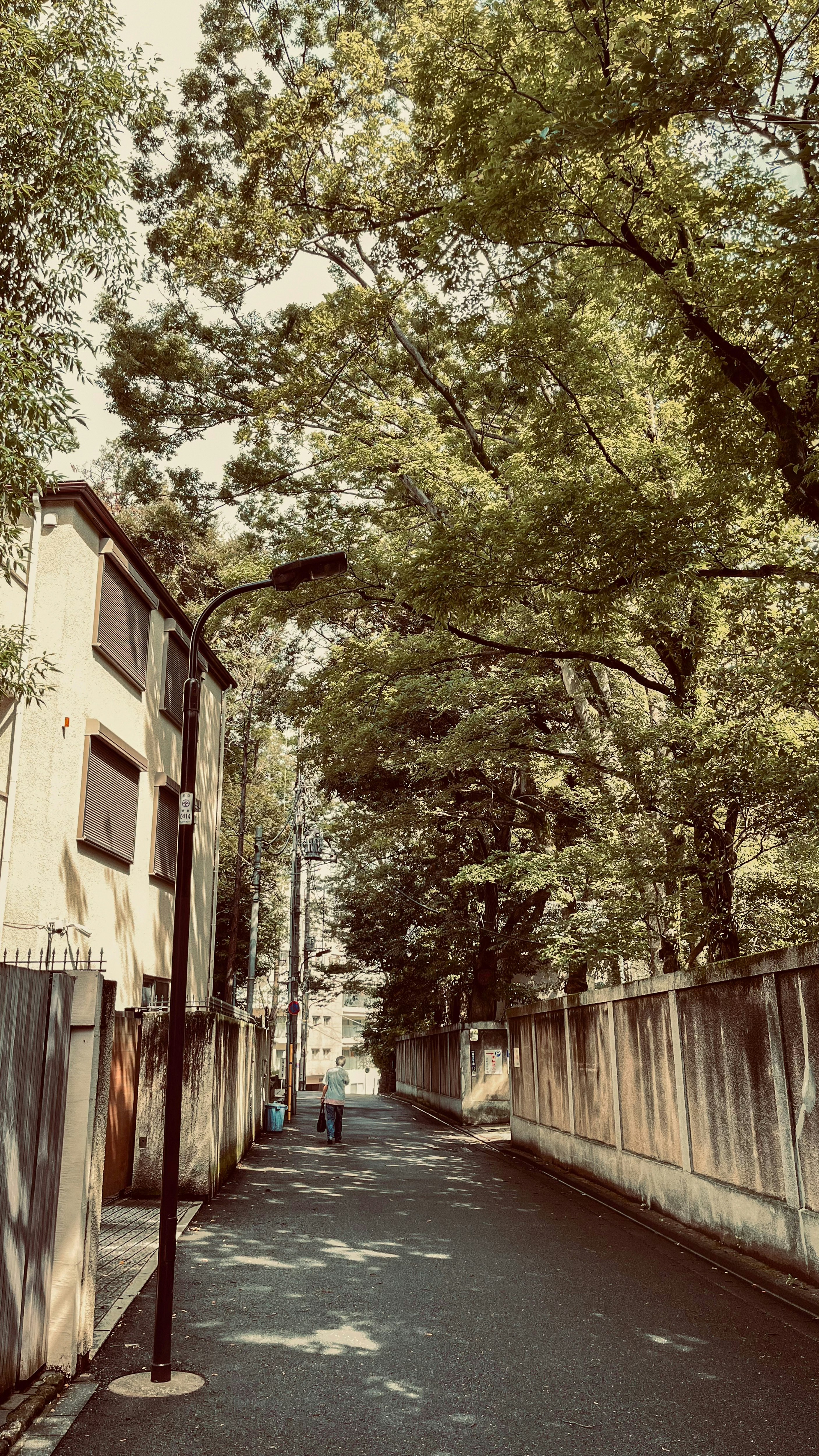 神社の横の並木道を歩く街並み