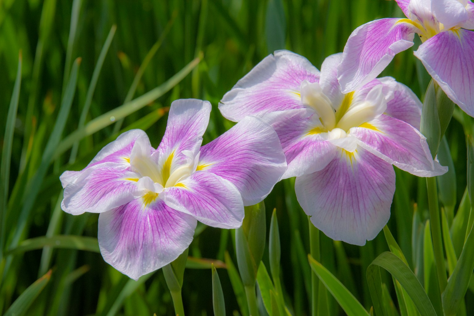 Lebendige rosa und weiße Blumen blühen im grünen Gras