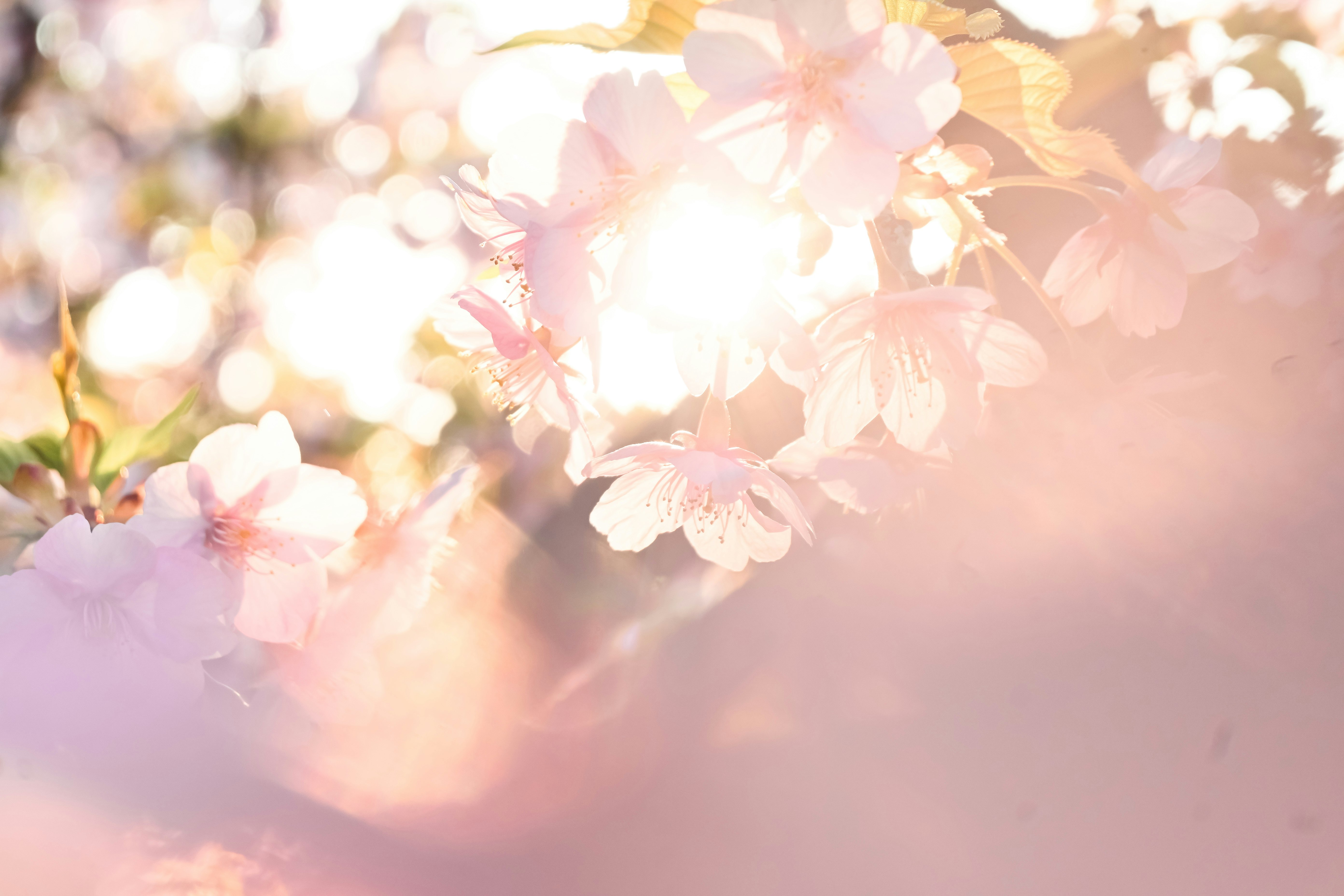 桜の花びらが舞うように咲く春の花のクローズアップ