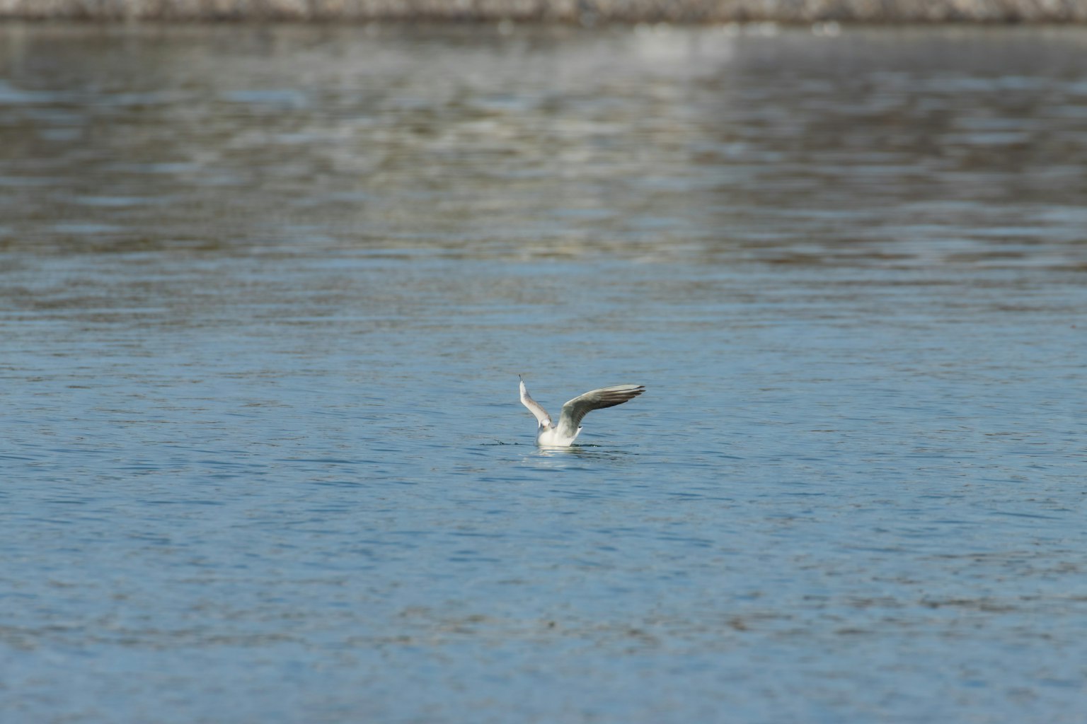 Un uccello bianco che apre le ali sulla superficie dell'acqua
