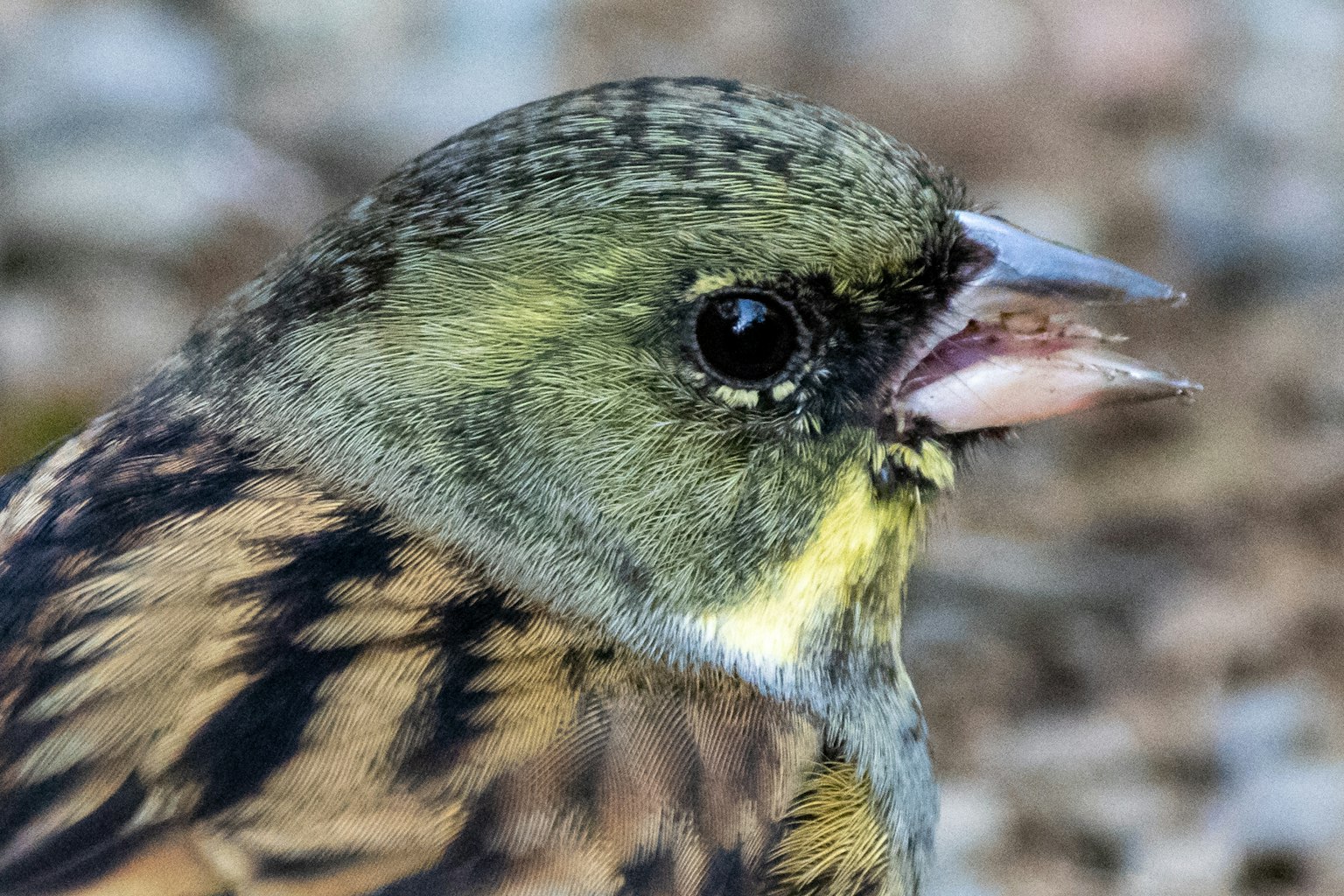 Close-up image of a bird with green feathers