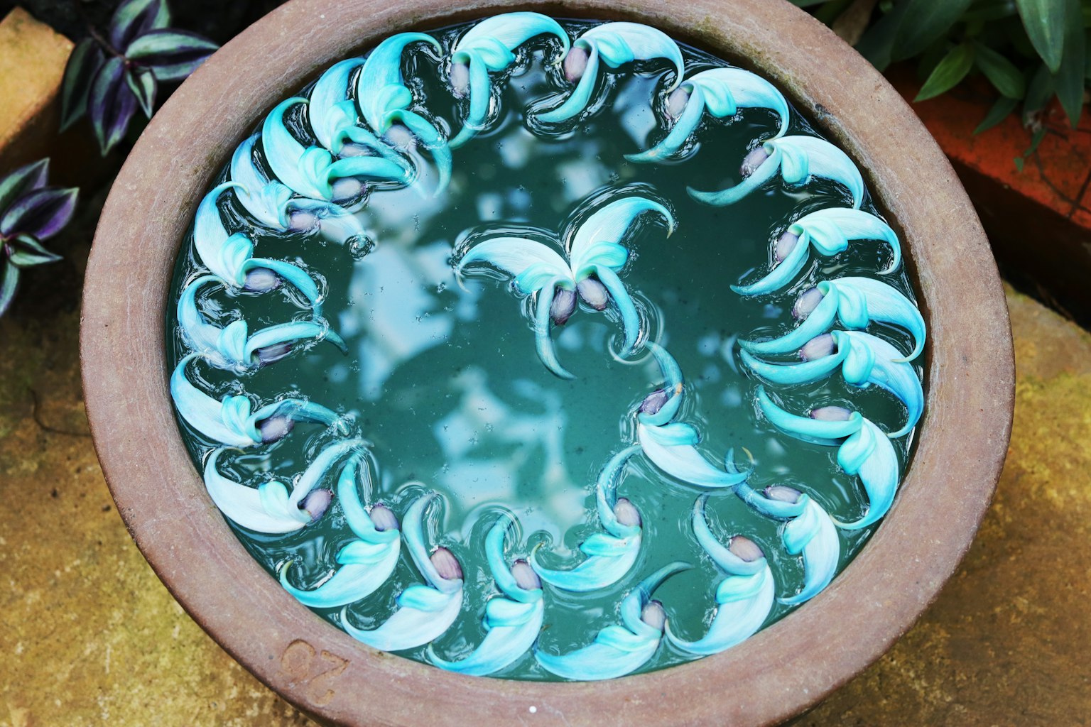 Éléments décoratifs disposés en cercle dans un bol en céramique rempli d'eau bleue