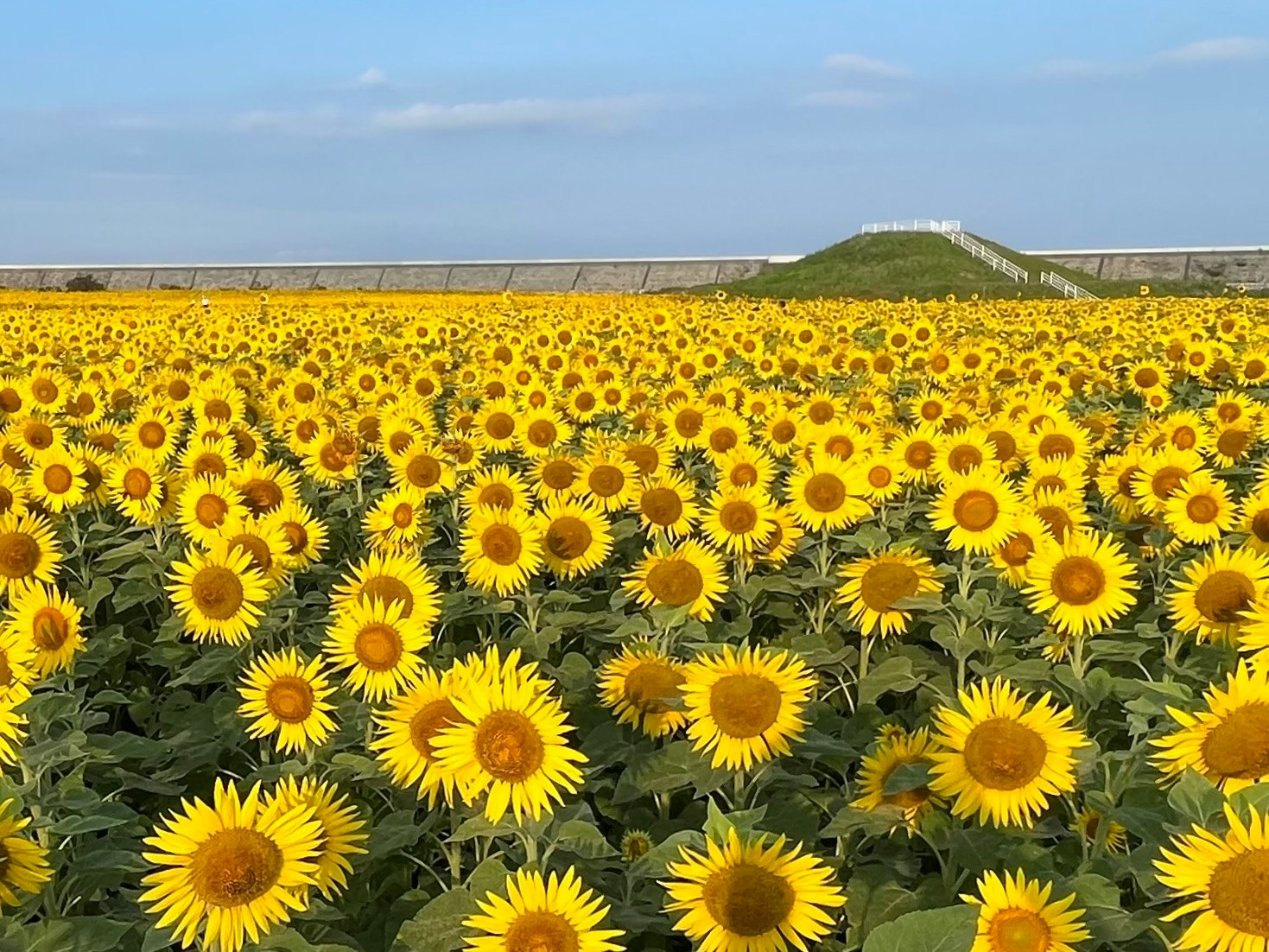 ひまわり畑の一面に咲く花と遠景の丘