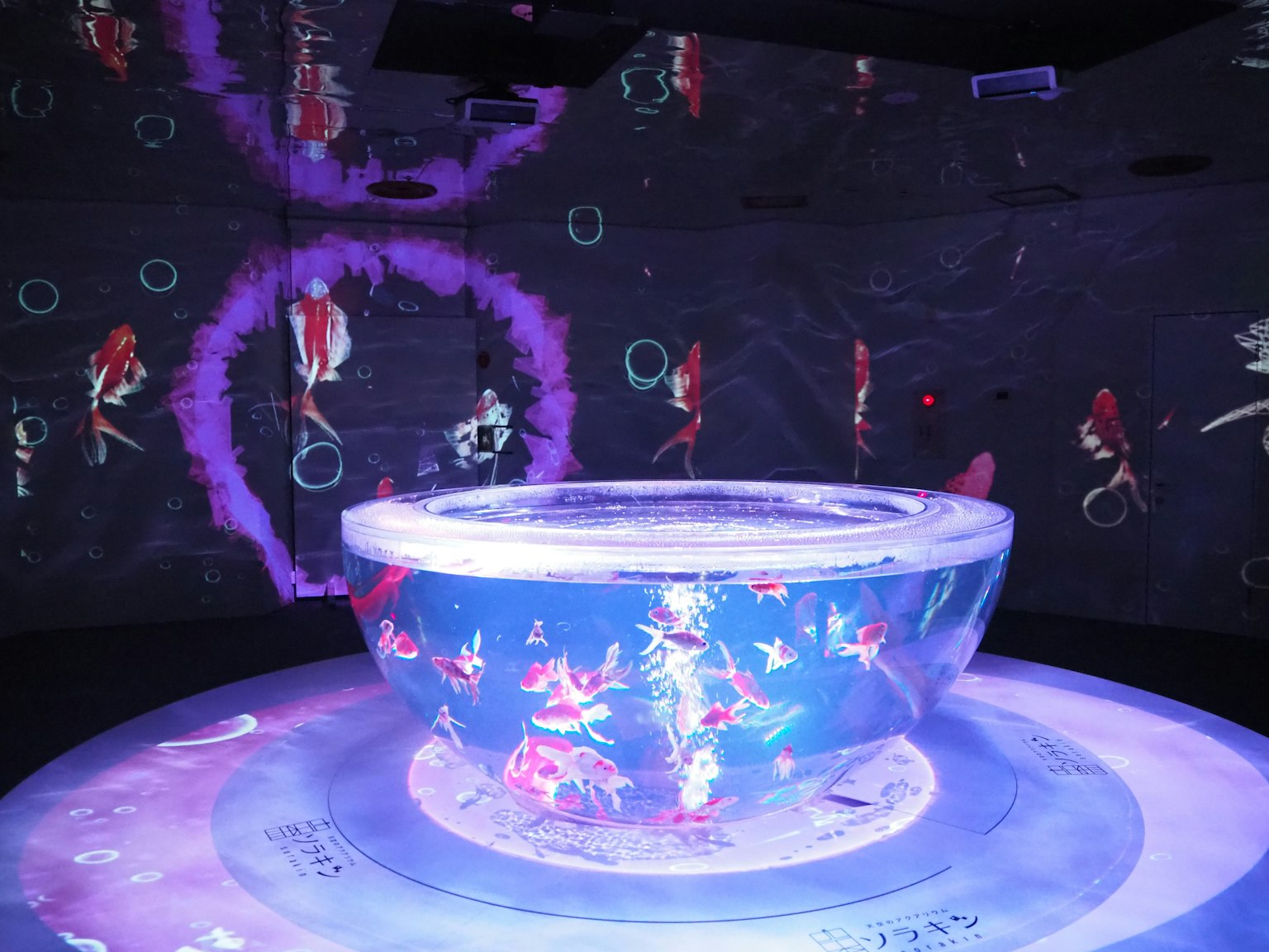 Ein futuristisches Aquarium umgeben von lebendiger Projektionskunst an den Wänden