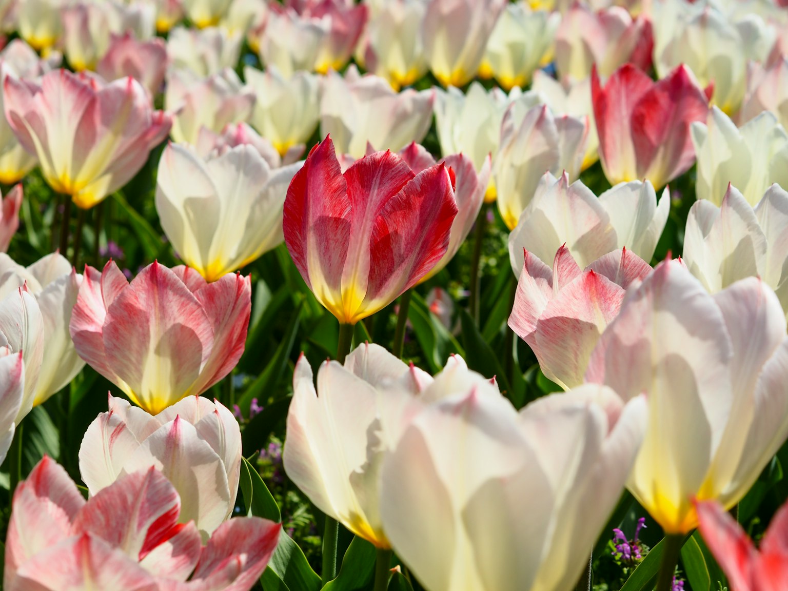 ทุ่งดอกทิวลิปที่มีสีสันสดใสในเฉดสีขาวและชมพู