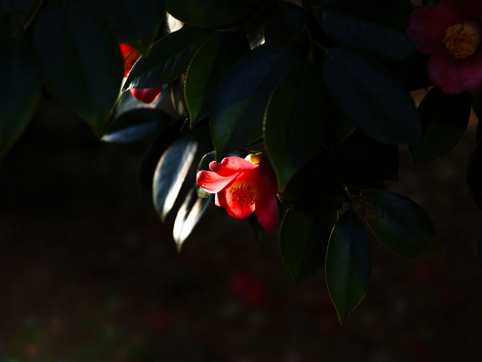 Fiore rosso vivace con foglie verdi su uno sfondo scuro