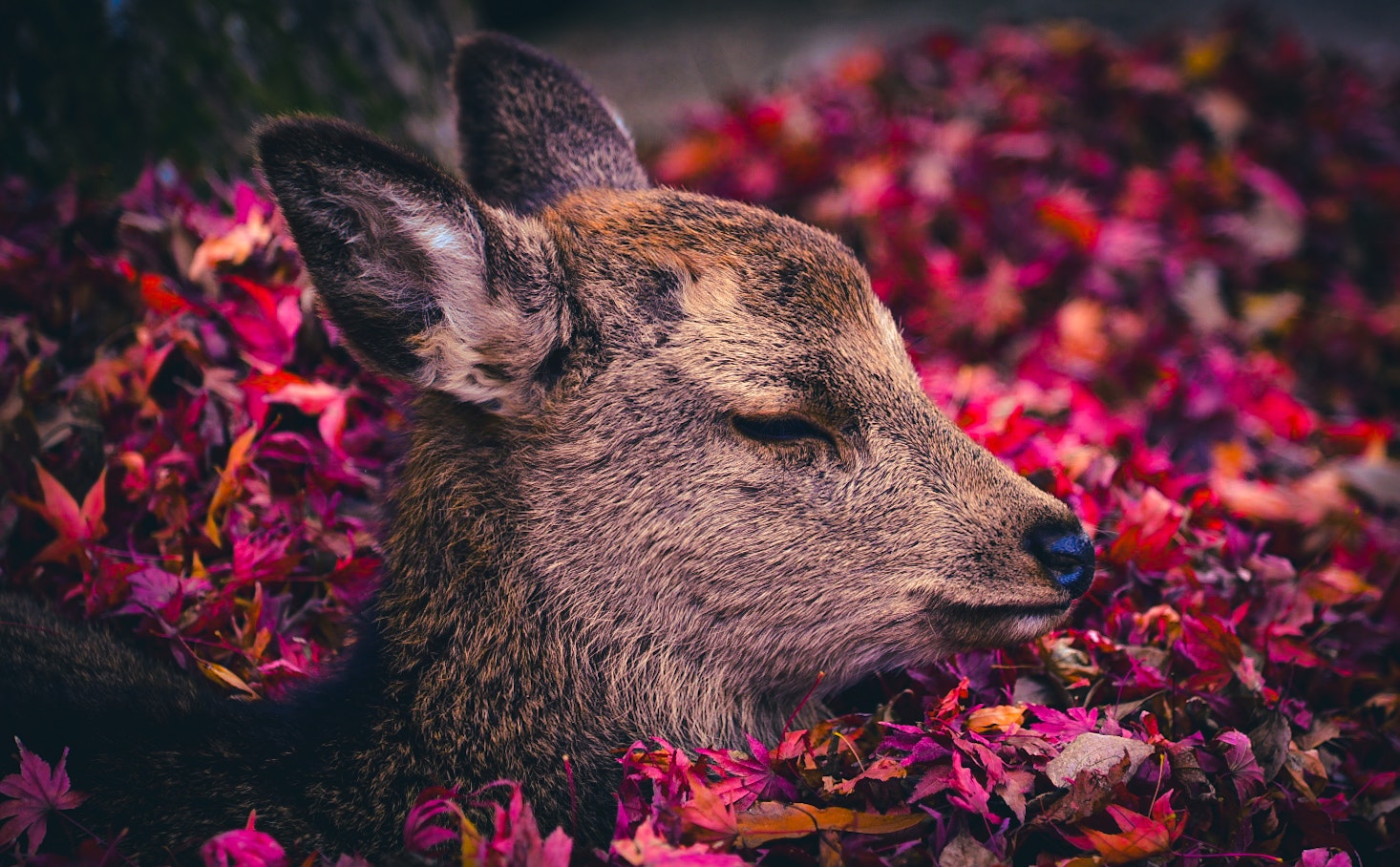 花びらの上で横たわるイノシシのような動物
