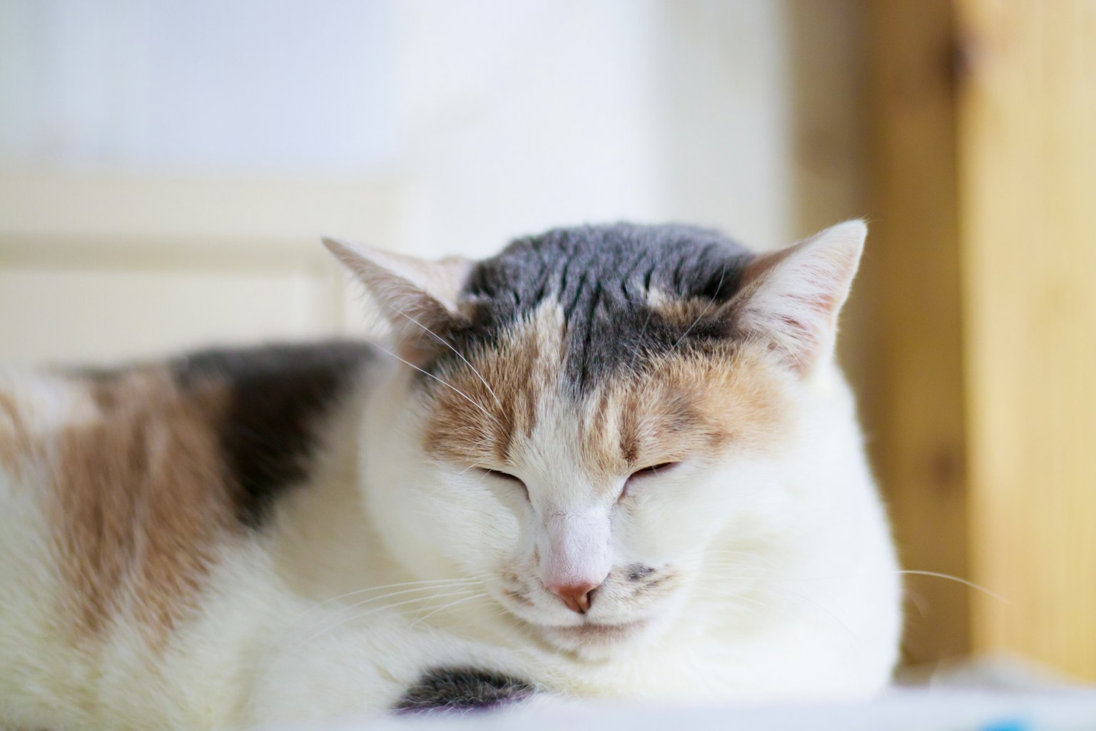 Primo piano di un gatto calico che dorme