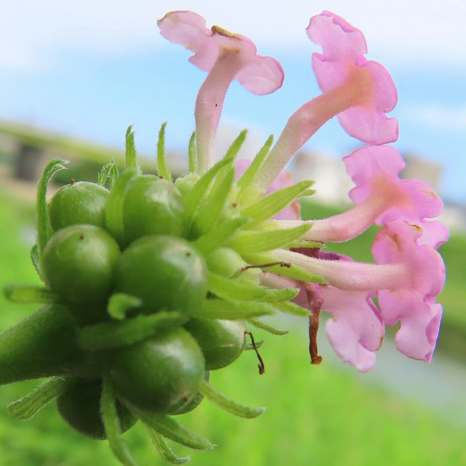 Close-up of a plant with green buds and light pink flowers