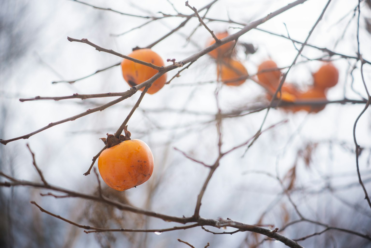 Kakis naranjas colgando de ramas desnudas en invierno