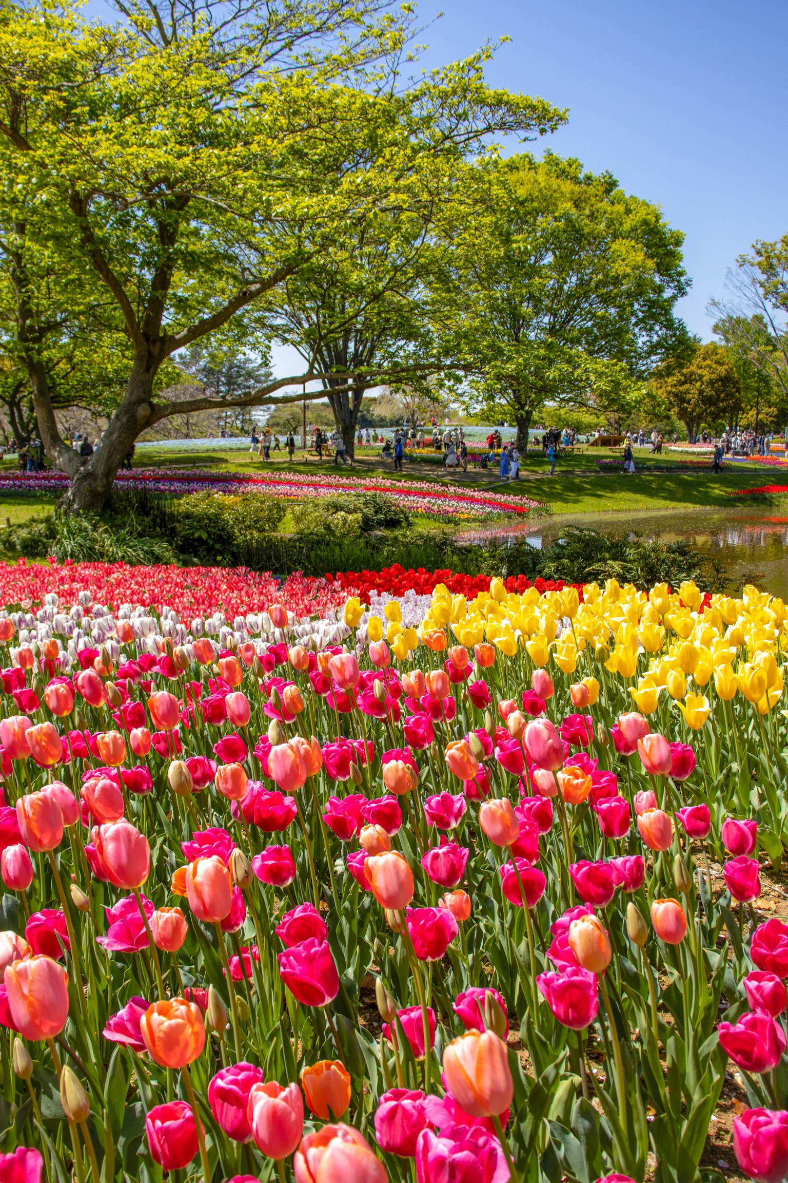 Giardino di tulipani colorati in un parco con alberi e cielo blu