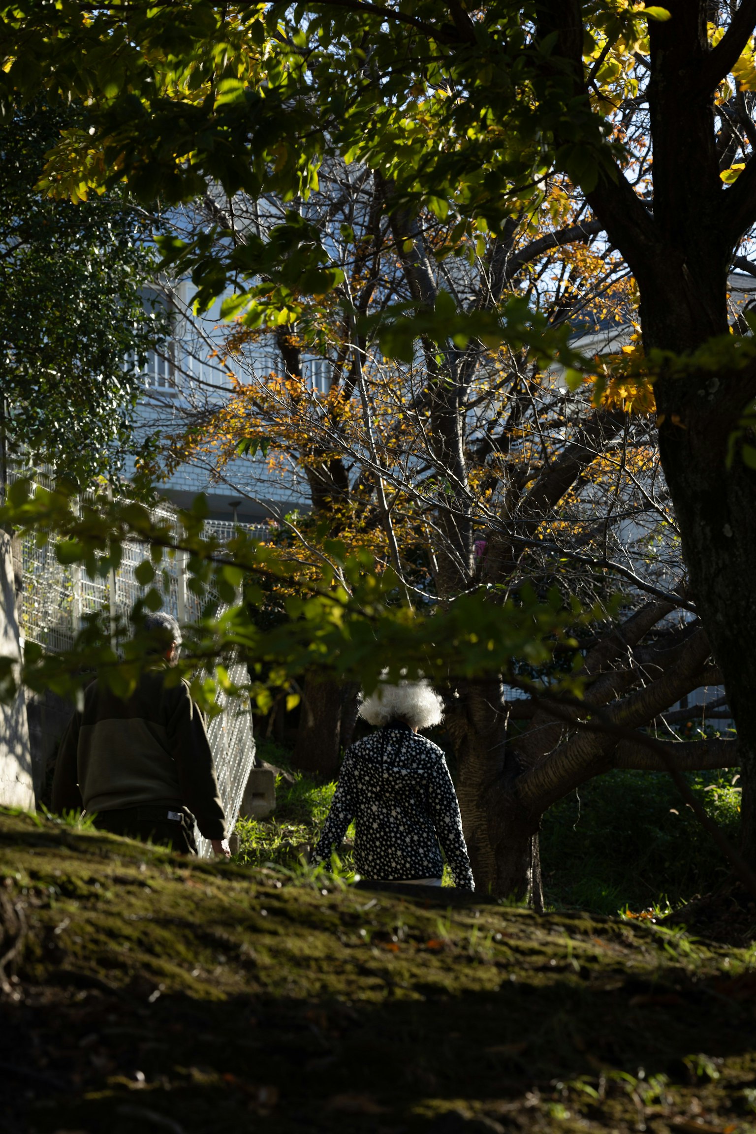 Persona che cammina tra alberi autunnali con un mix di foglie verdi e gialle
